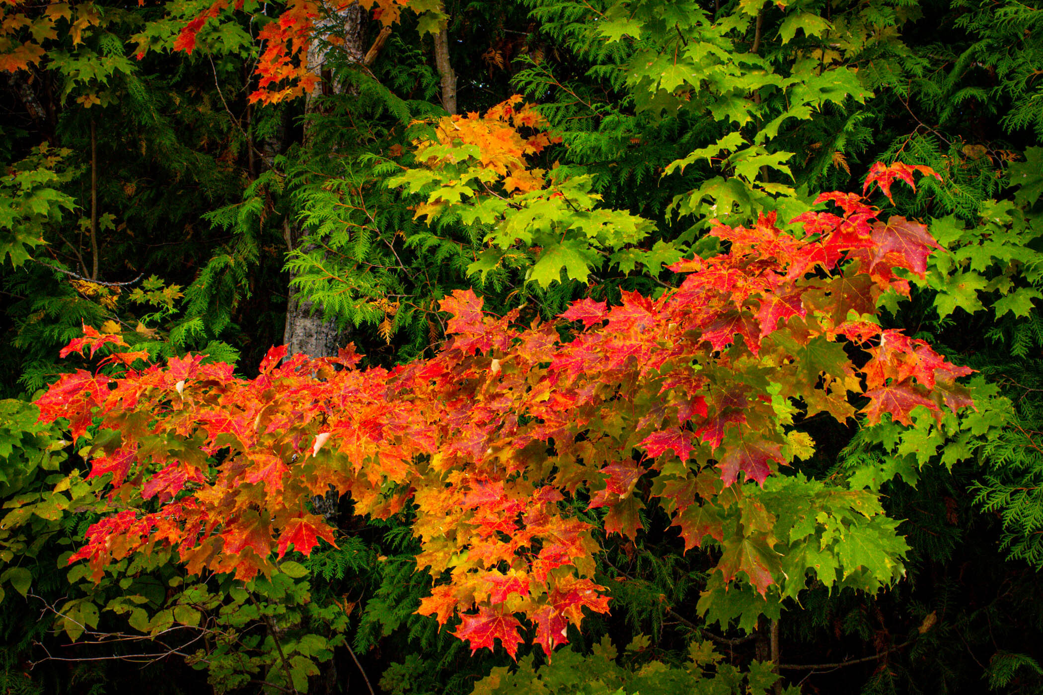 Fall Foliage processed - Phil Waitkus