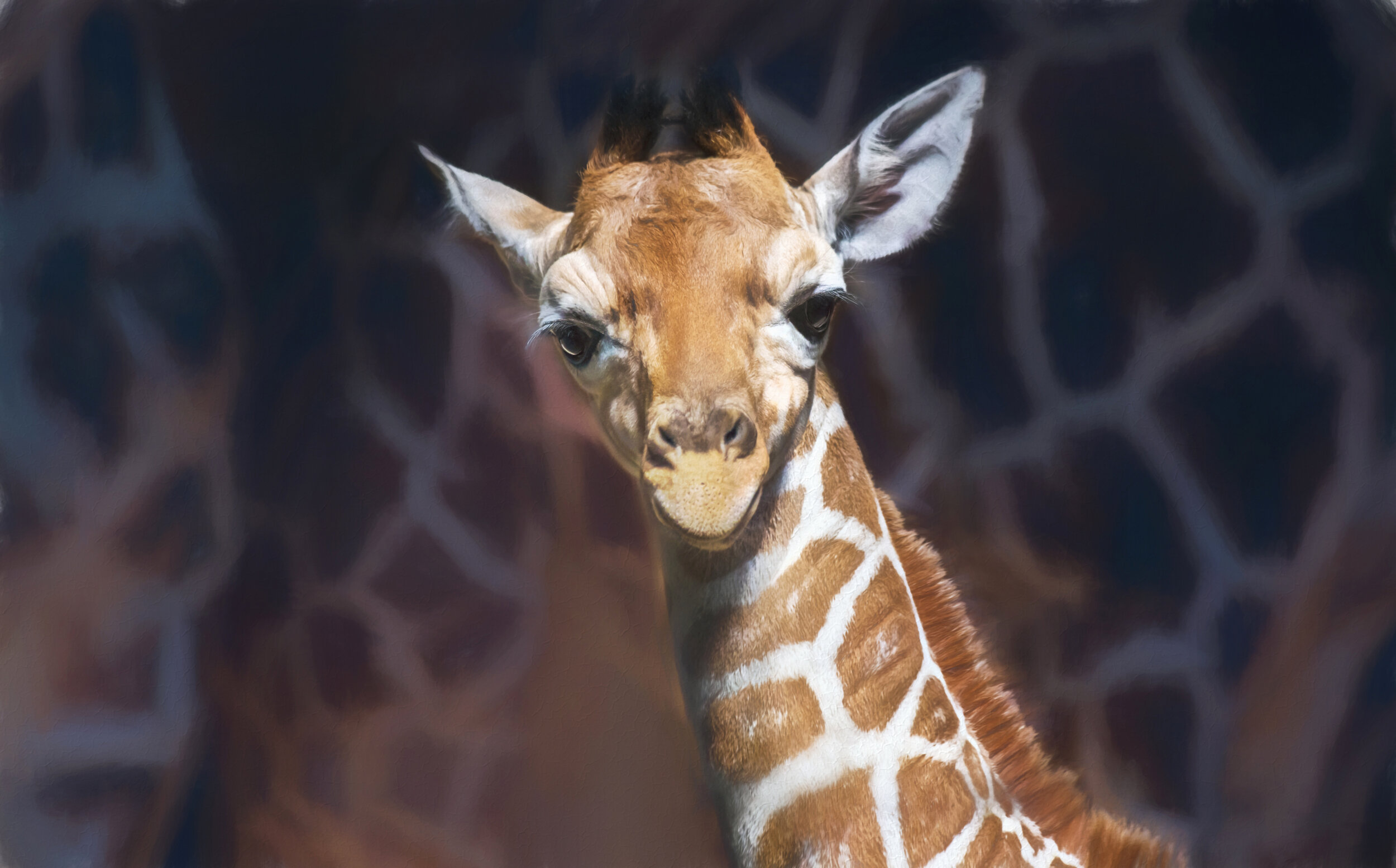 Baby Giraffe processed - Elizabeth Bruders
