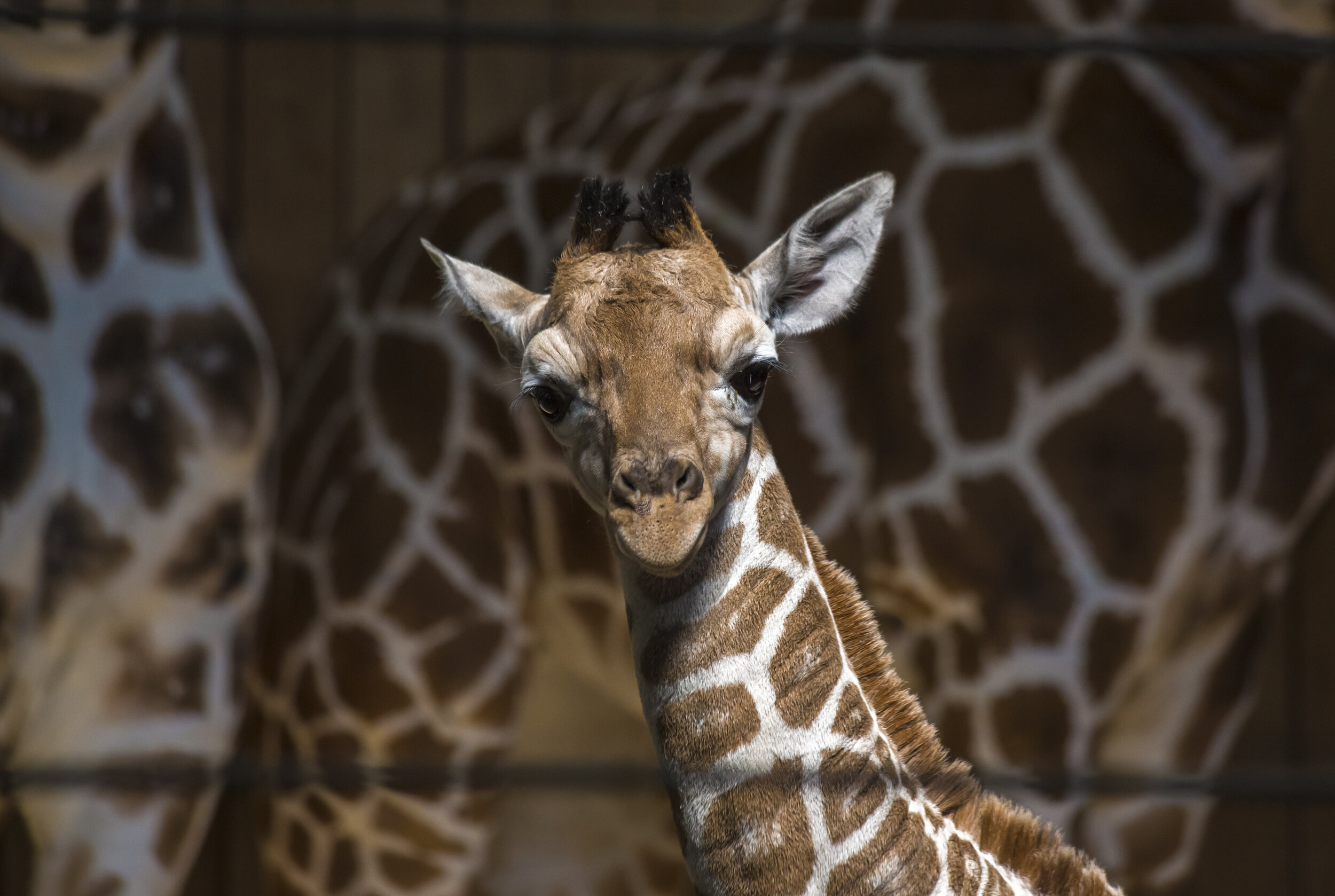 Baby Giraffe original - Elizabeth Bruderss