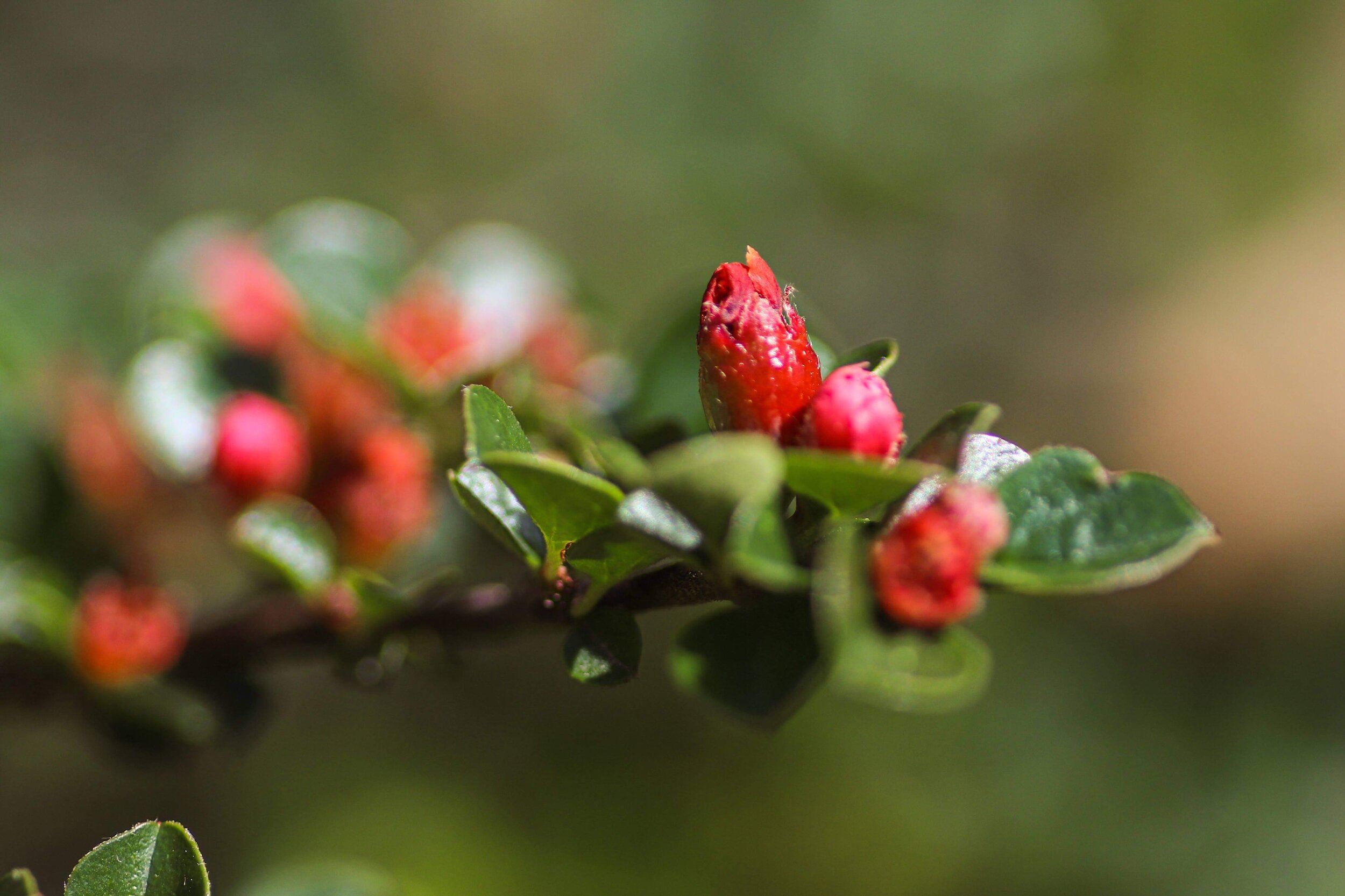 Emerging Cotoneaster Blossom - Marci Konopa