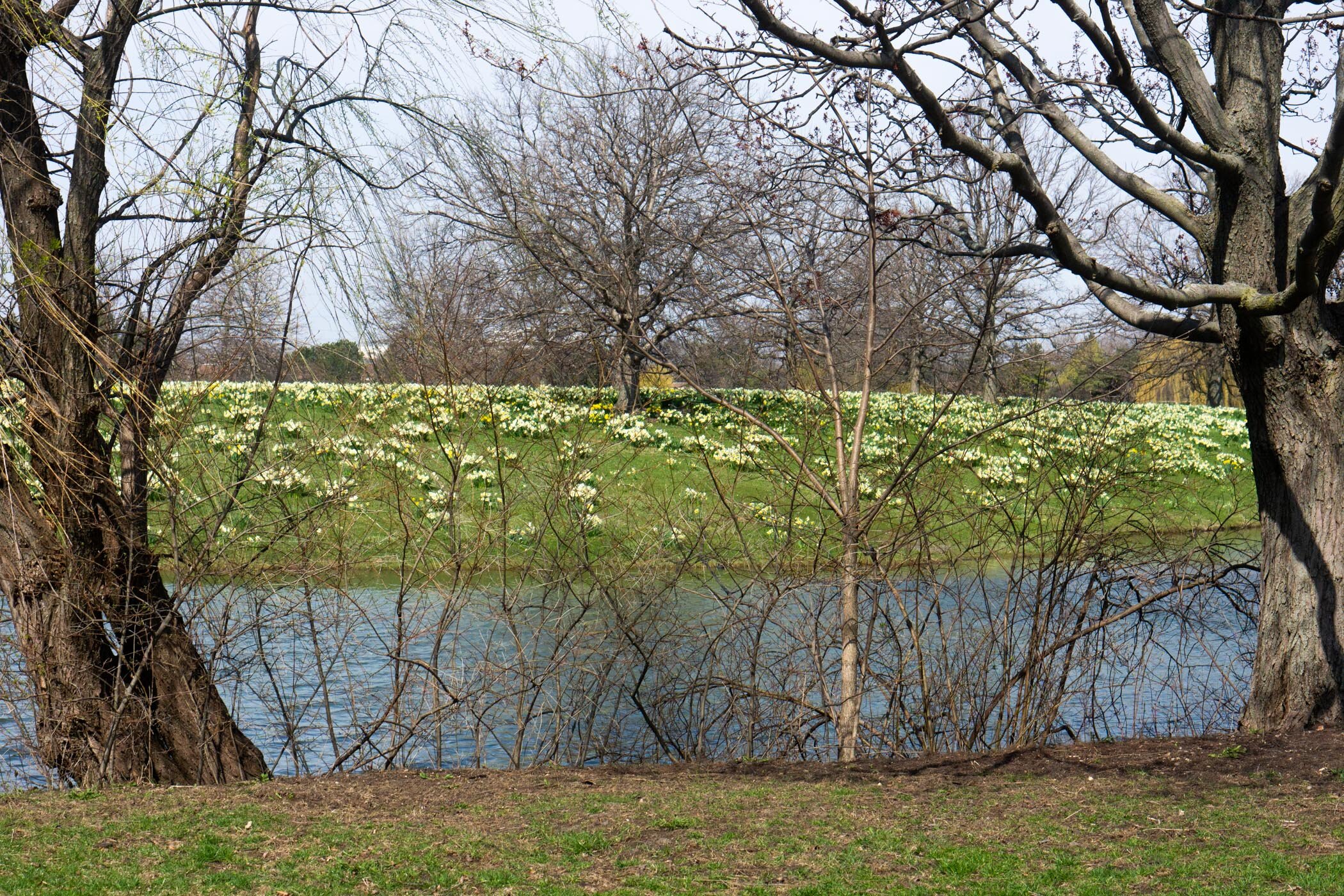 Spring Awakenings - Ted Tousman