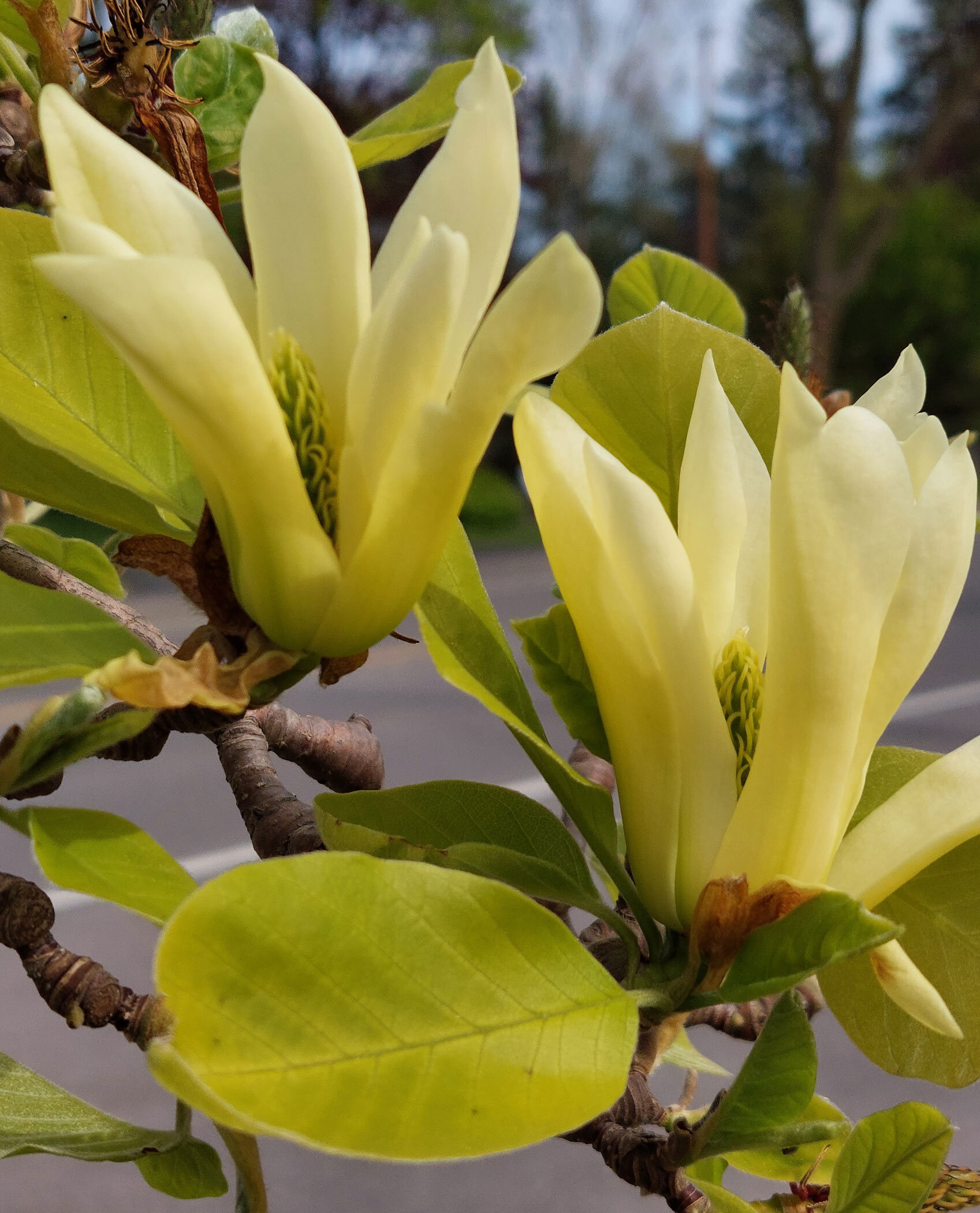 Yellow Magnolia - Carole Kincaid