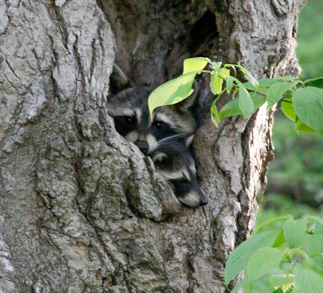 Racoons - Charlie Trimburger