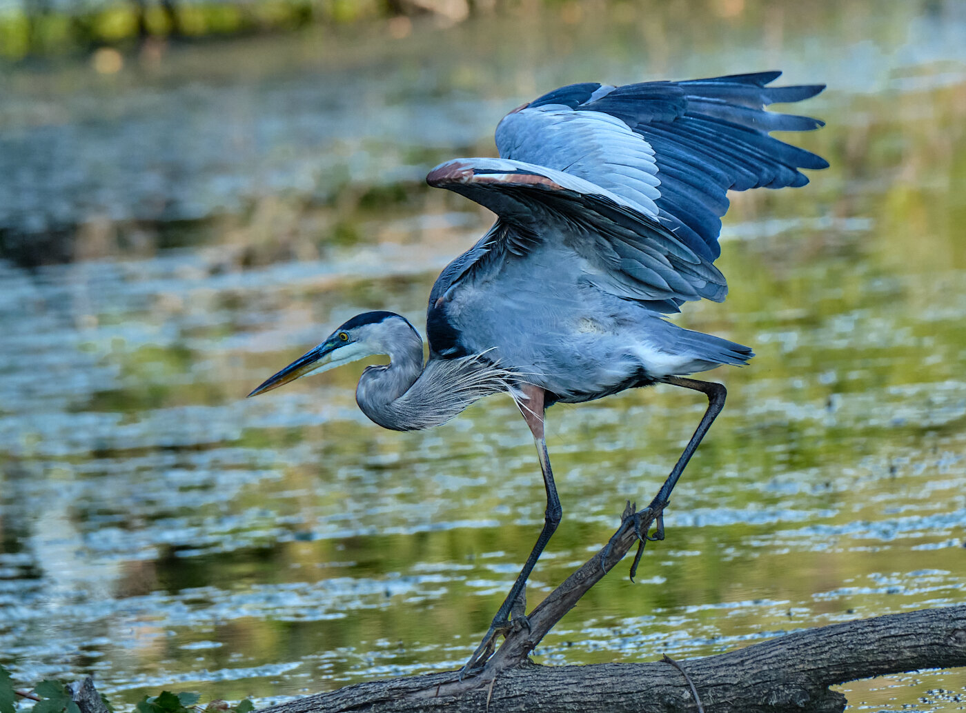 Nature - Heron on a Log - David Tripp