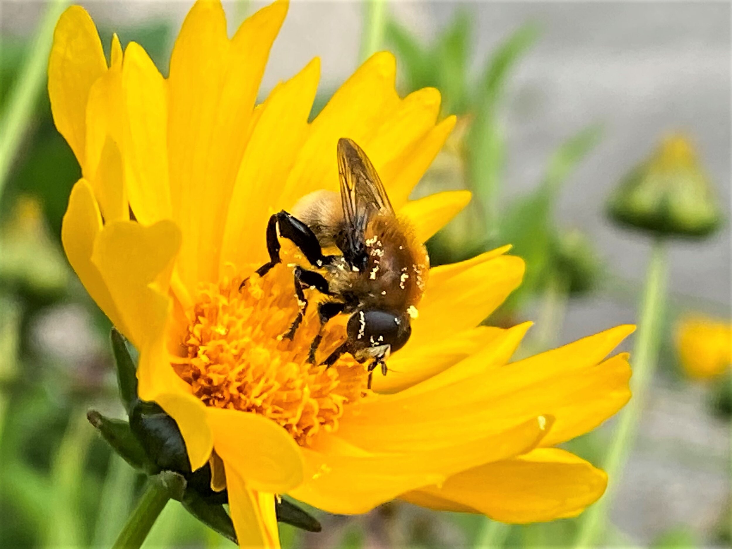 Nature - Bumble at Work - Steve Morse