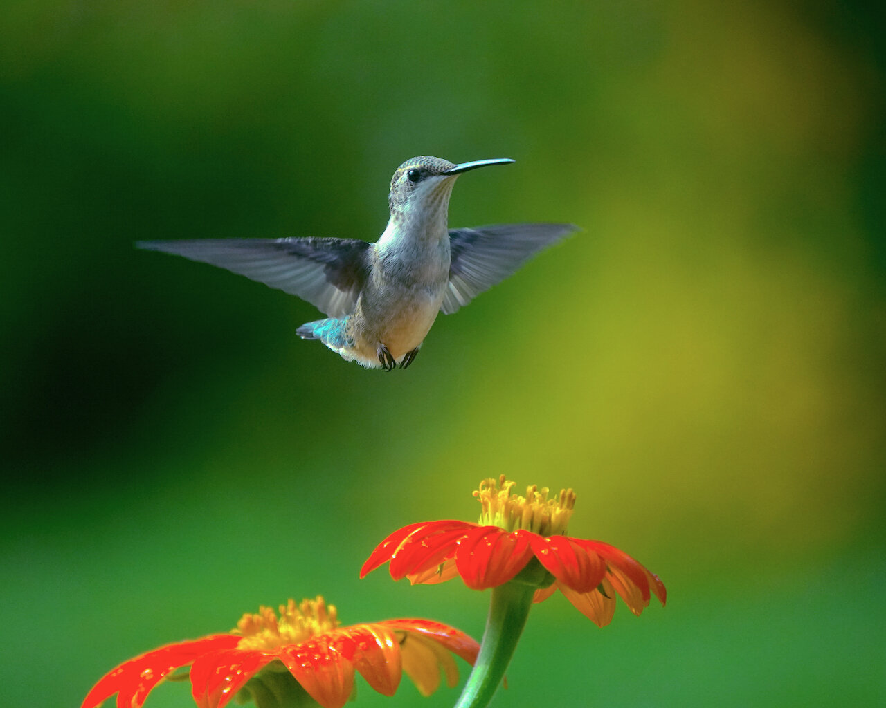 Nature - Mid Air Meditation - Ann Matousek