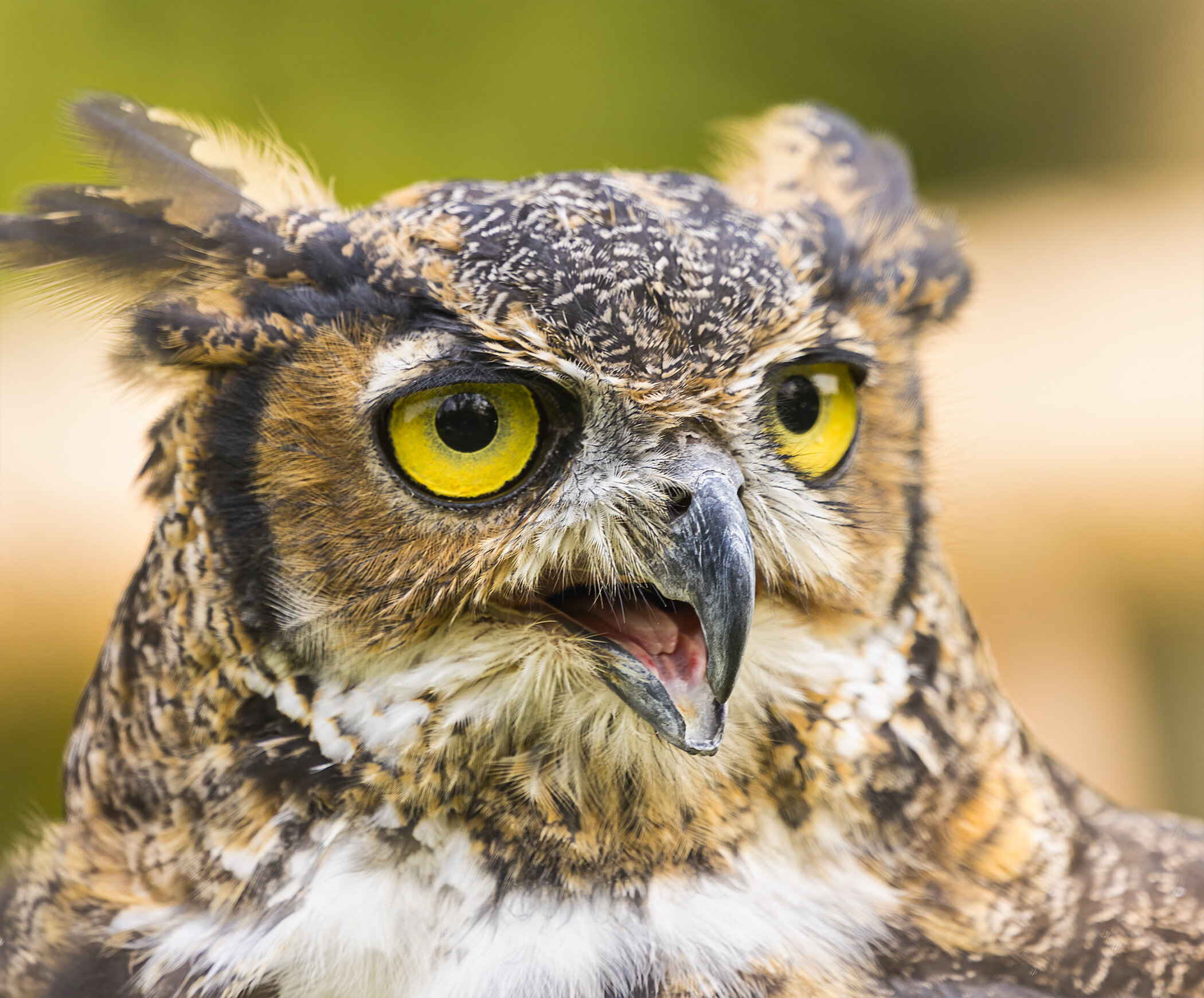 Nature - Great Horned Owl - Joe Eichers