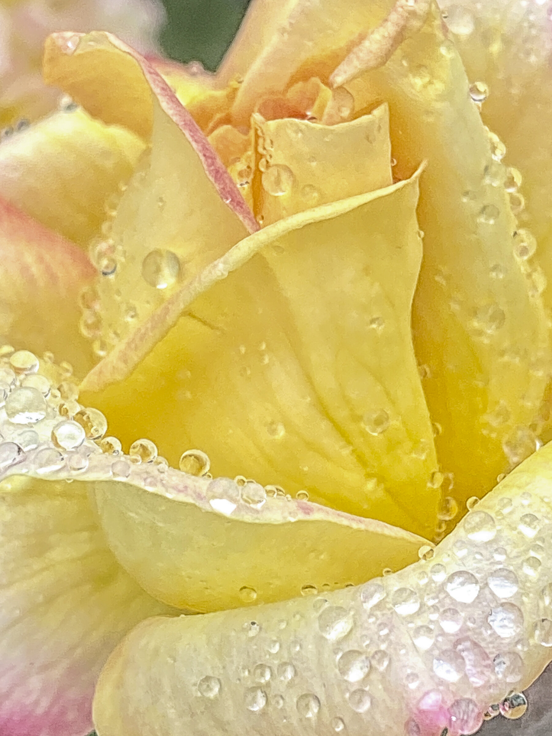 Nature - Rose Rain - Phyllis Bankier