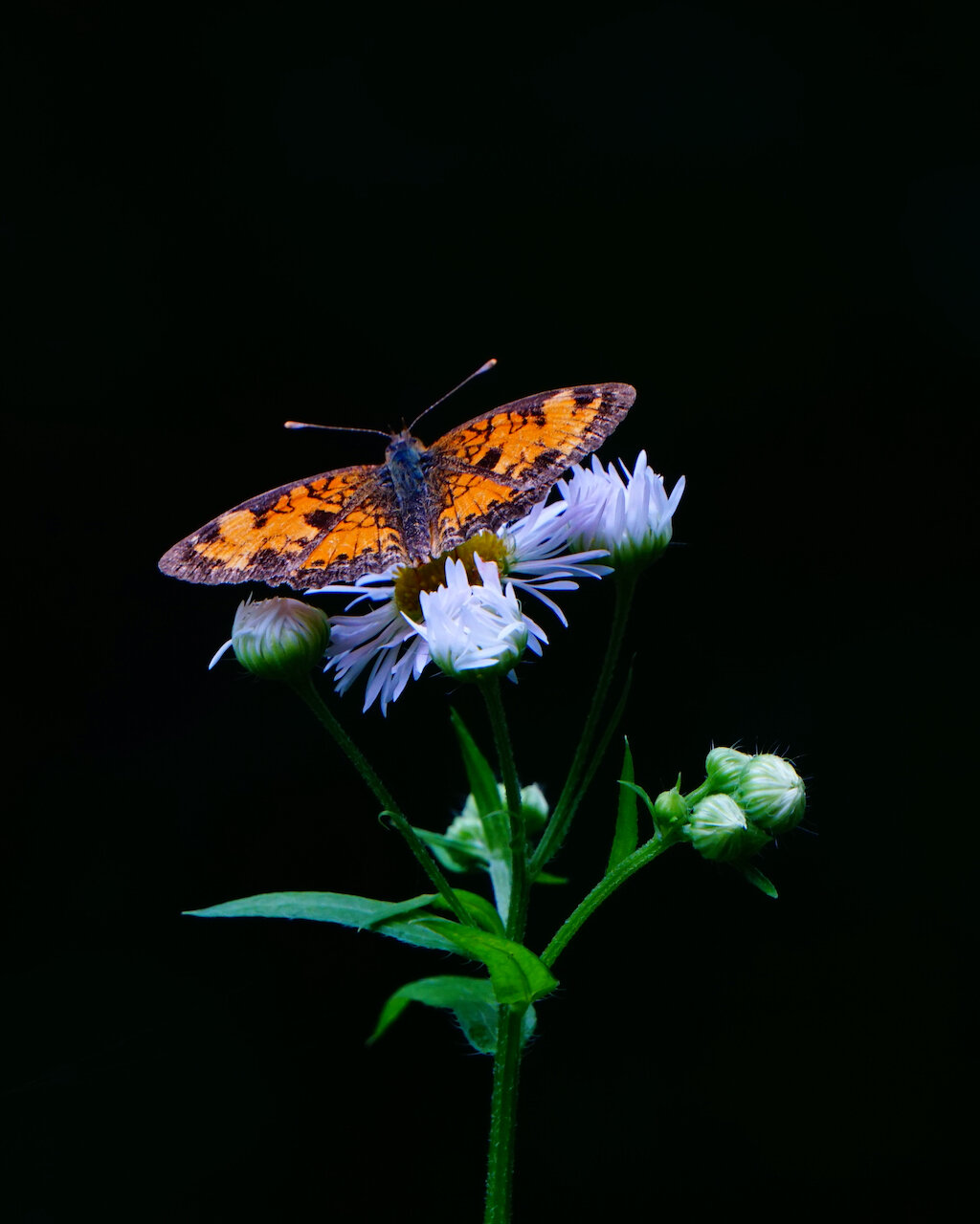 Open -  Beauty in the Bog - Ann Matousek