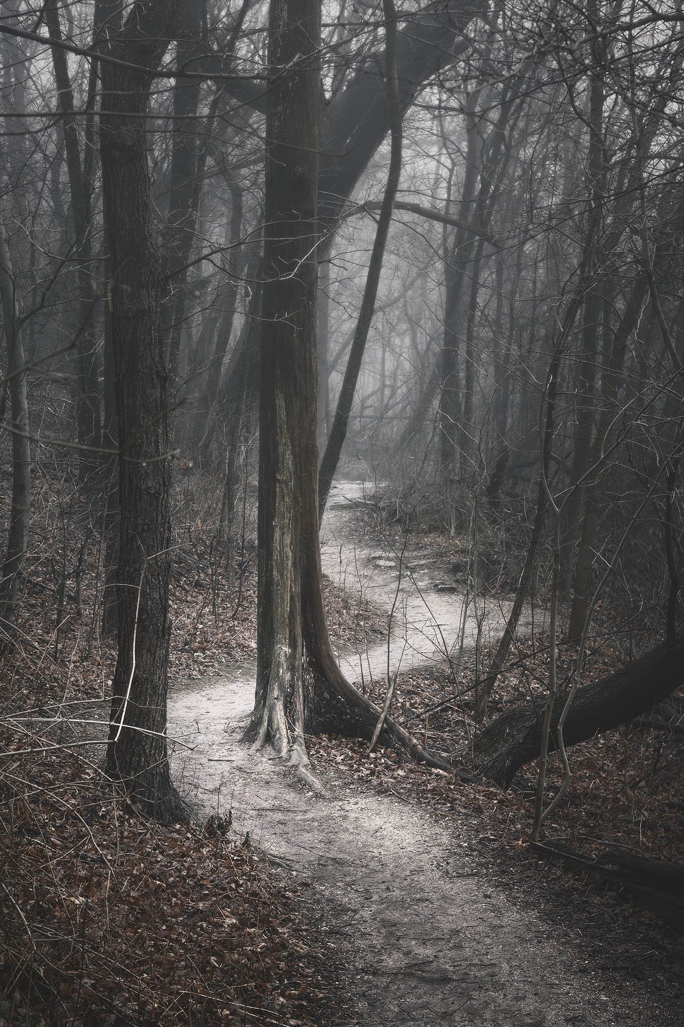 The Foggy Path II - Scott Norris