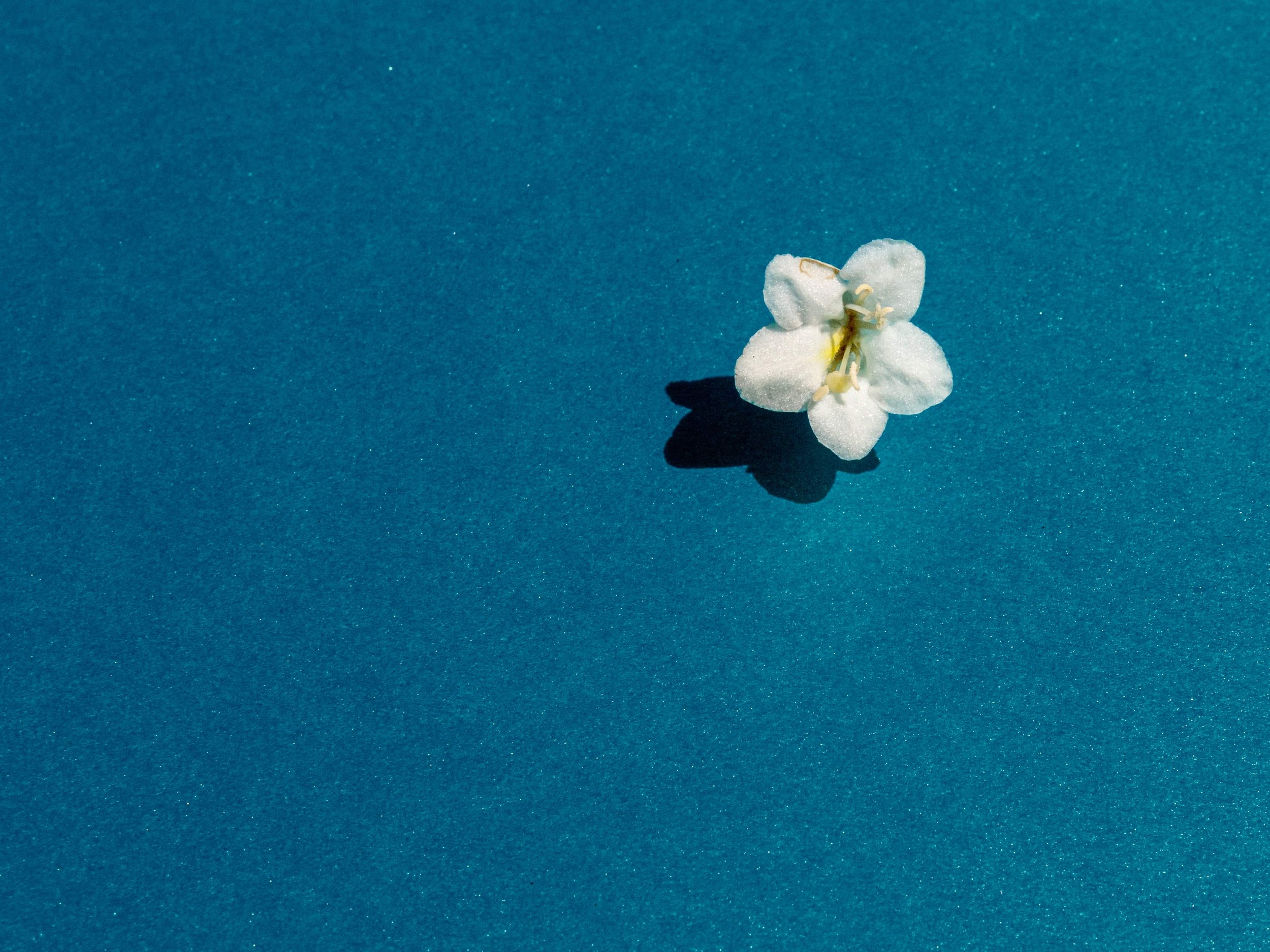 Flower on Blue - Marci Konopa