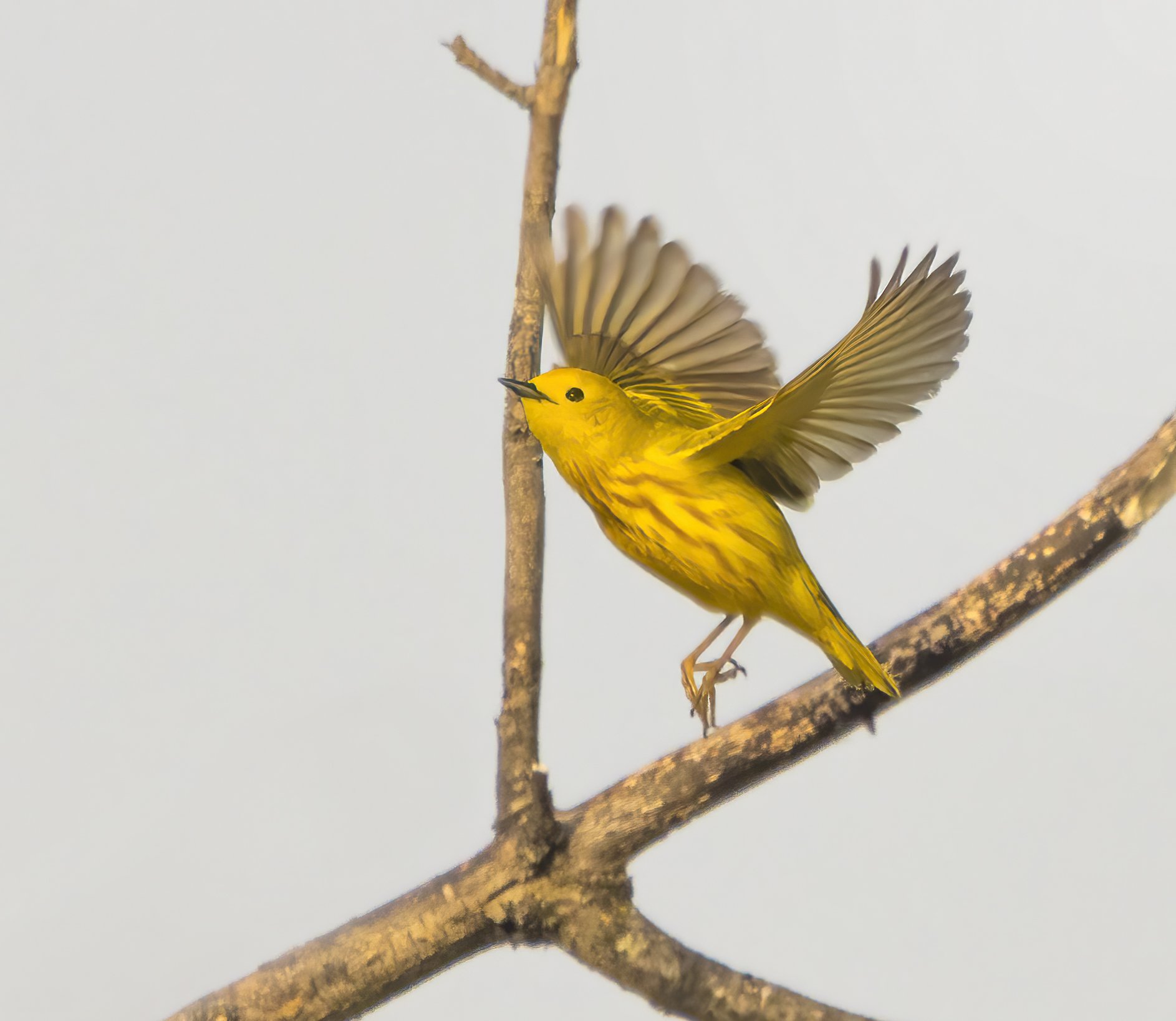 Yellow Warbler on the Wing - Joe Eichers