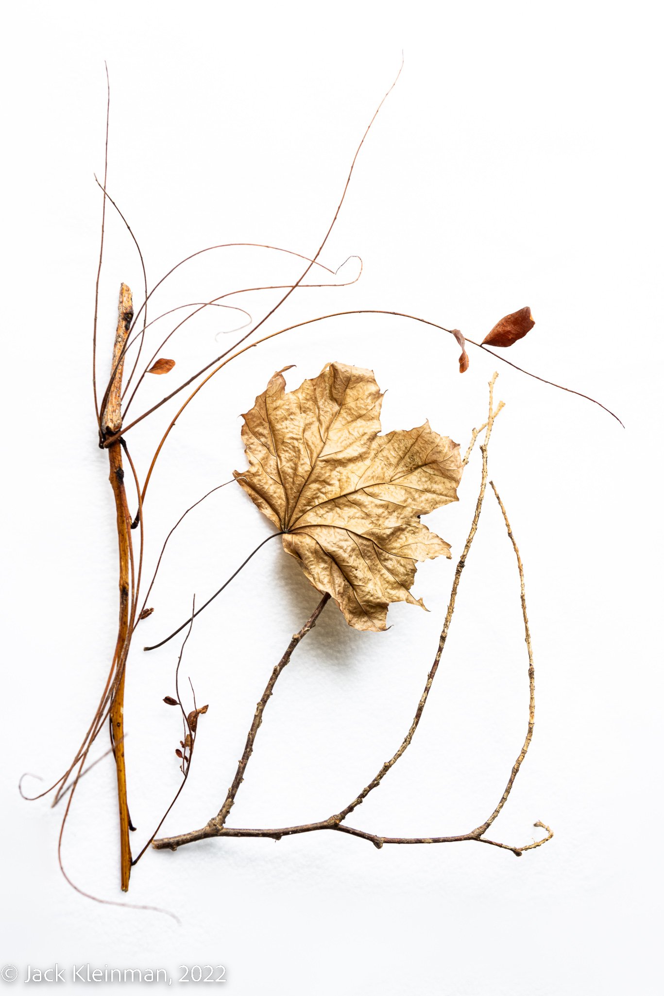 1st place still life - Dried Leaves and Twigs - Jack Kleinman
