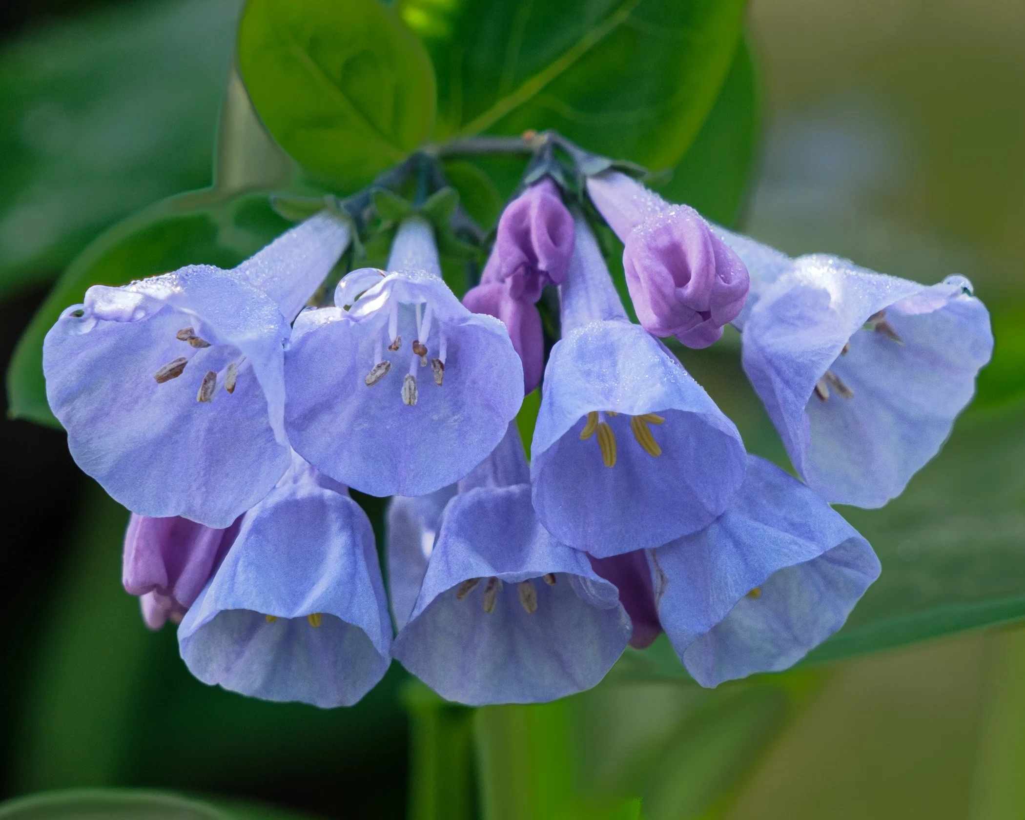2nd place - Bluebells David Tripp
