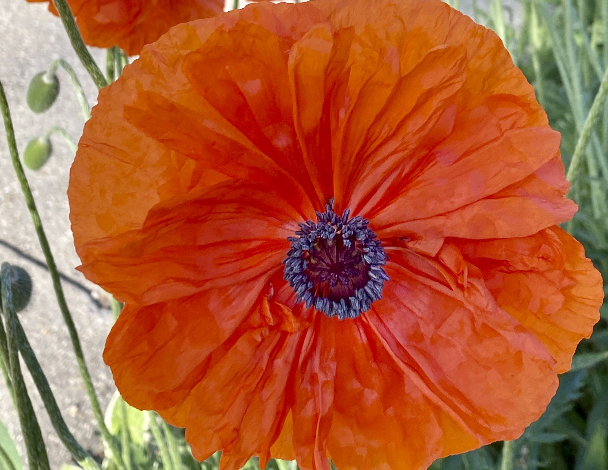 3rd place - Spring Poppy - Phyllis Bankier