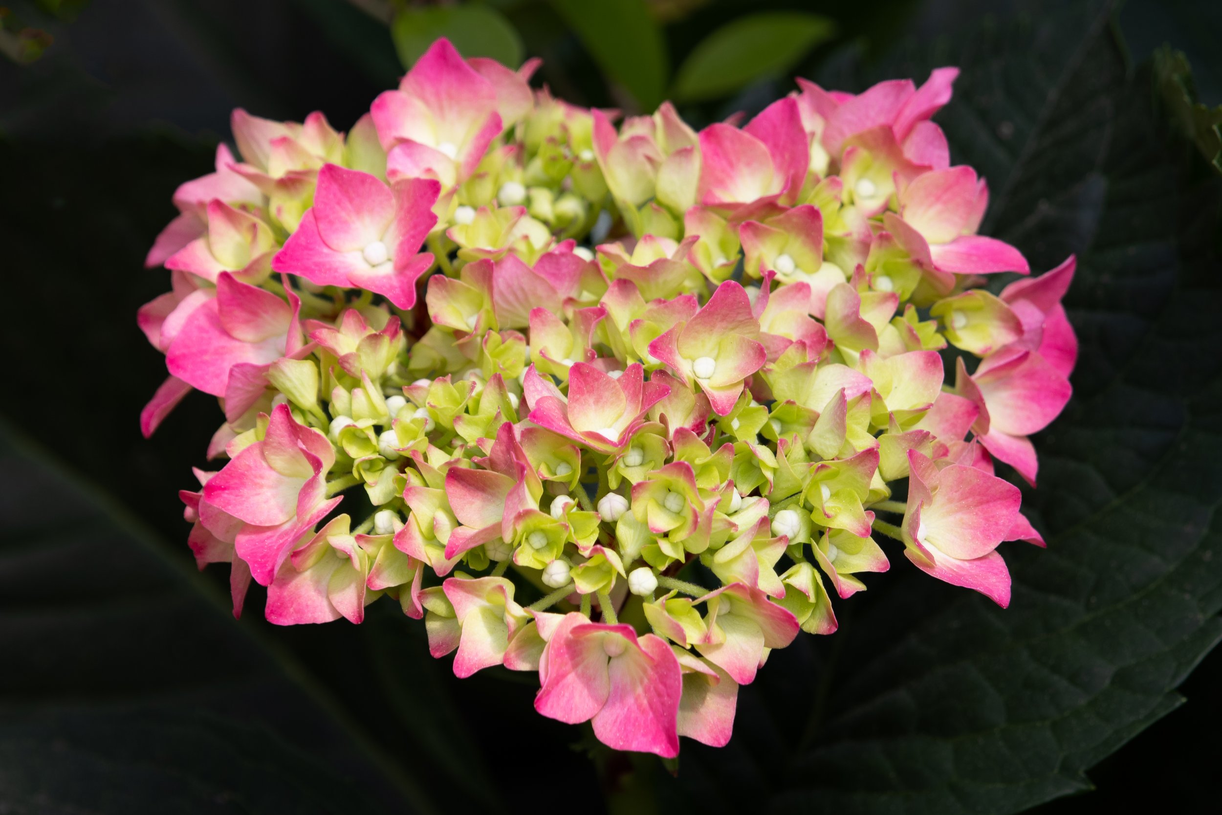 1st place - Love Blooming - Heather Ho