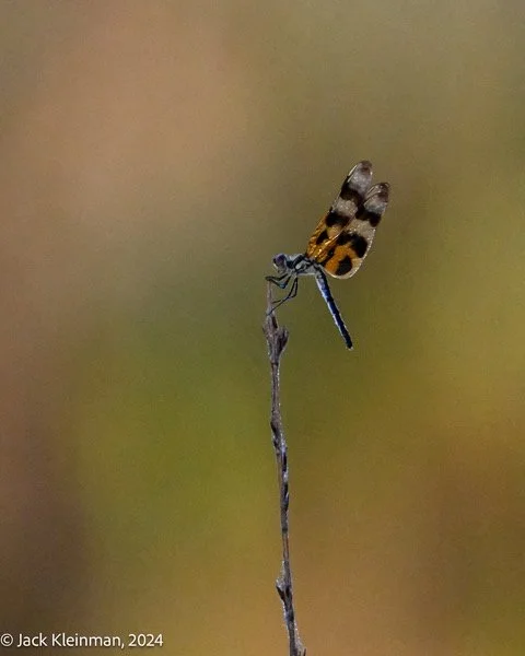 2nd place - Blurred Background - Jack Kleinman