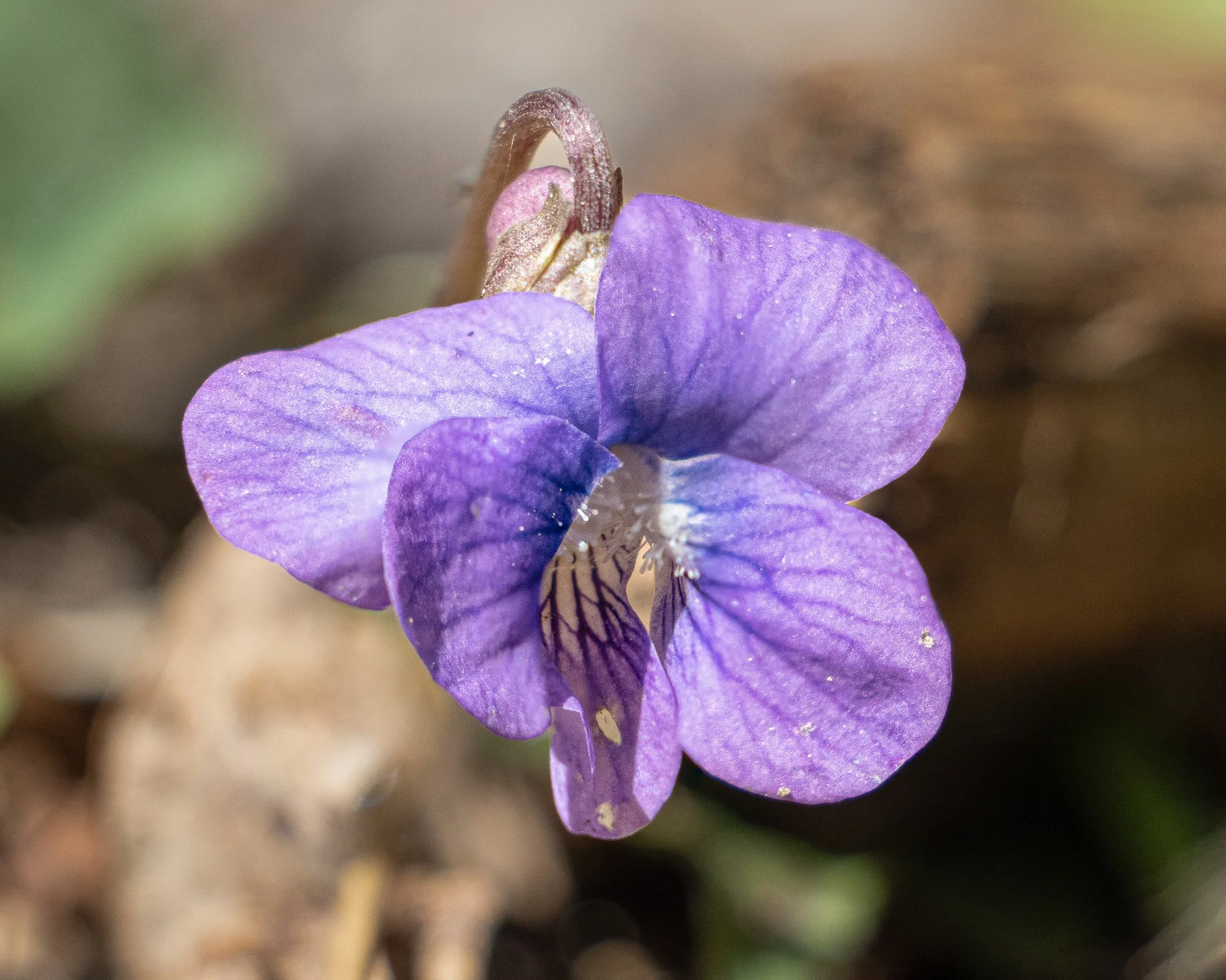 Purple Flower - David Tripp