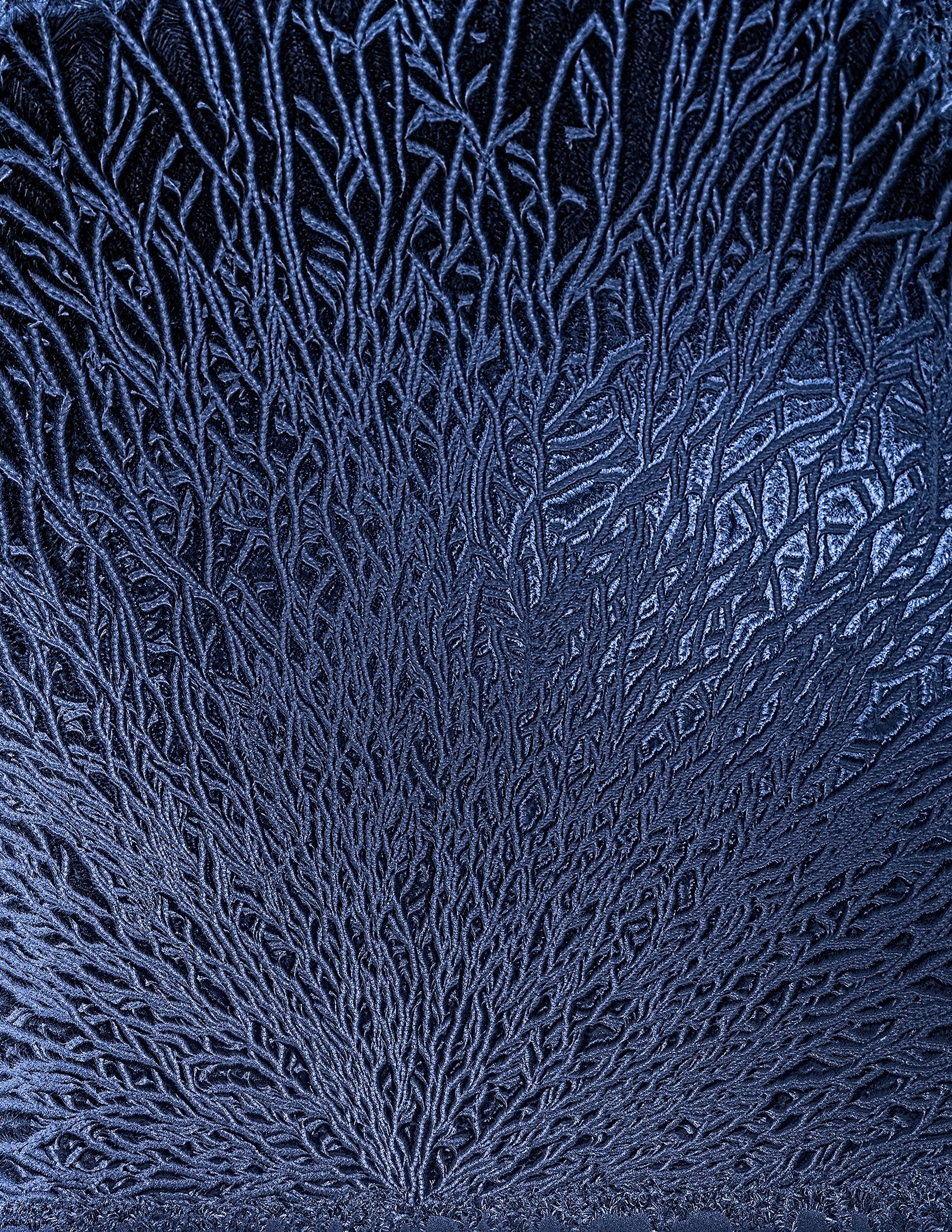 1st place Window Frost - Gary Peel 