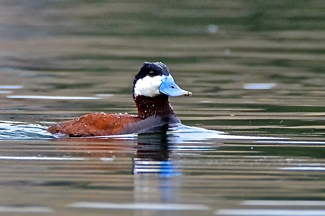 Animals - Ruddy Duck - Dave Woodard