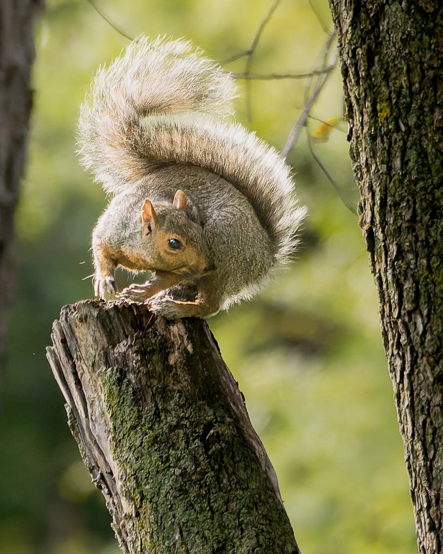 Animals 1st place - Here I Go - David Tripp
