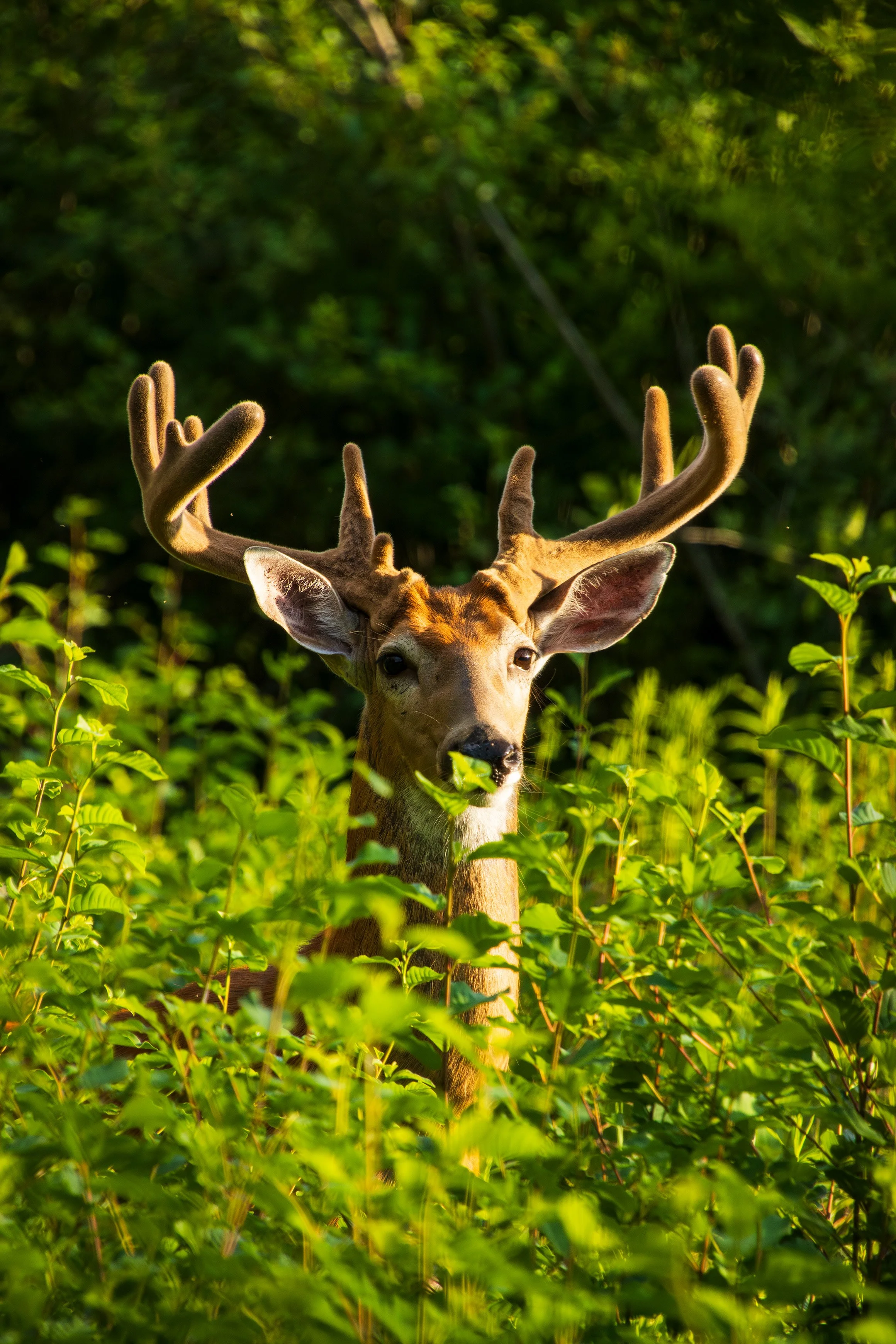 Animals 3rd place - Dinner Interrupted - Brian Jensen