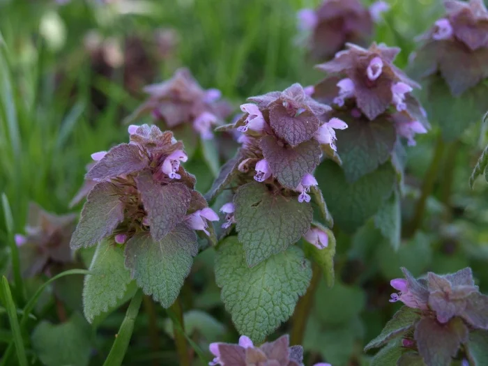 deadnettle.jpg