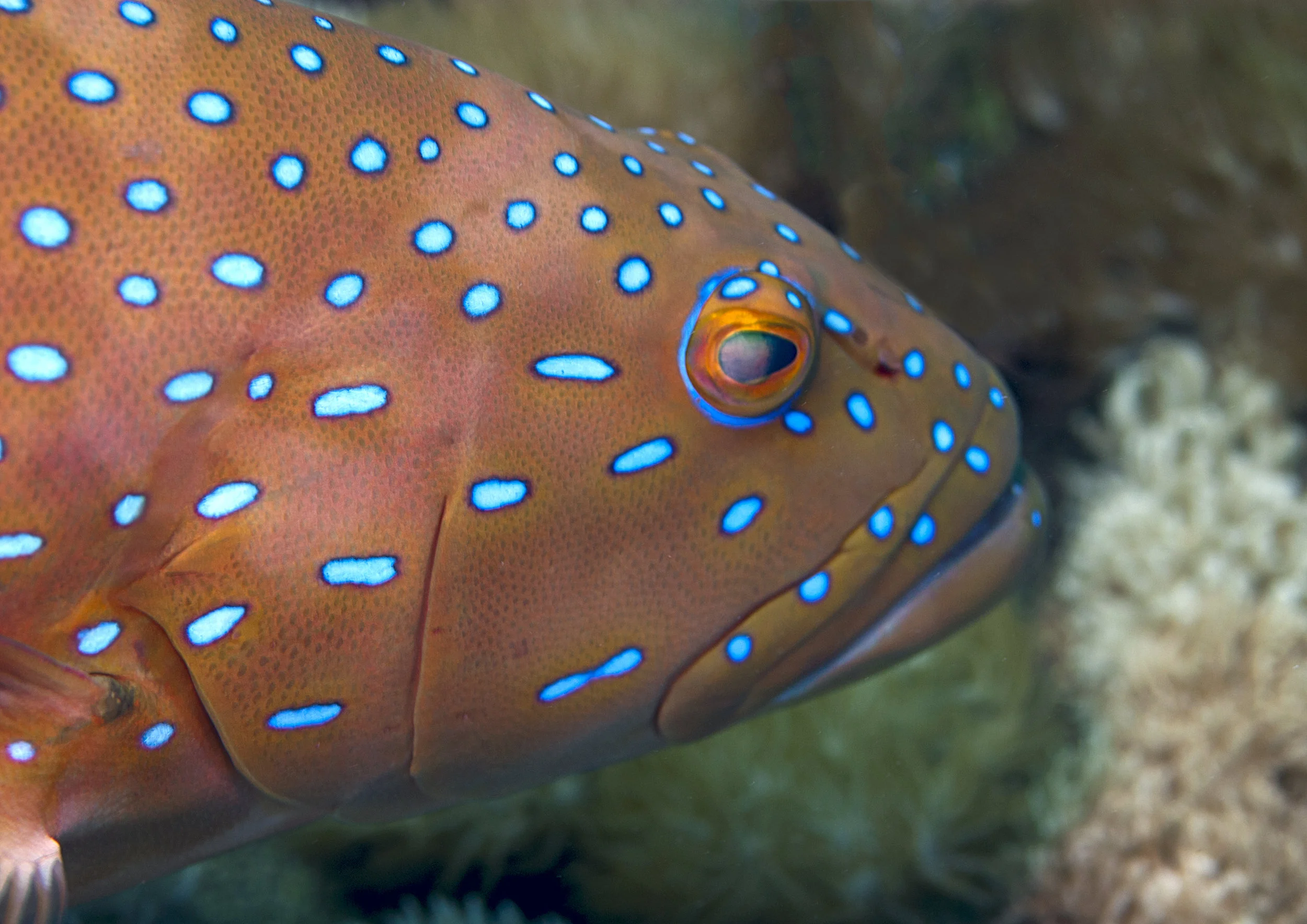 The barcheeked coral trout, Plectropomus maculatus, Photo credit: Phil Woodhead Underwater Photography