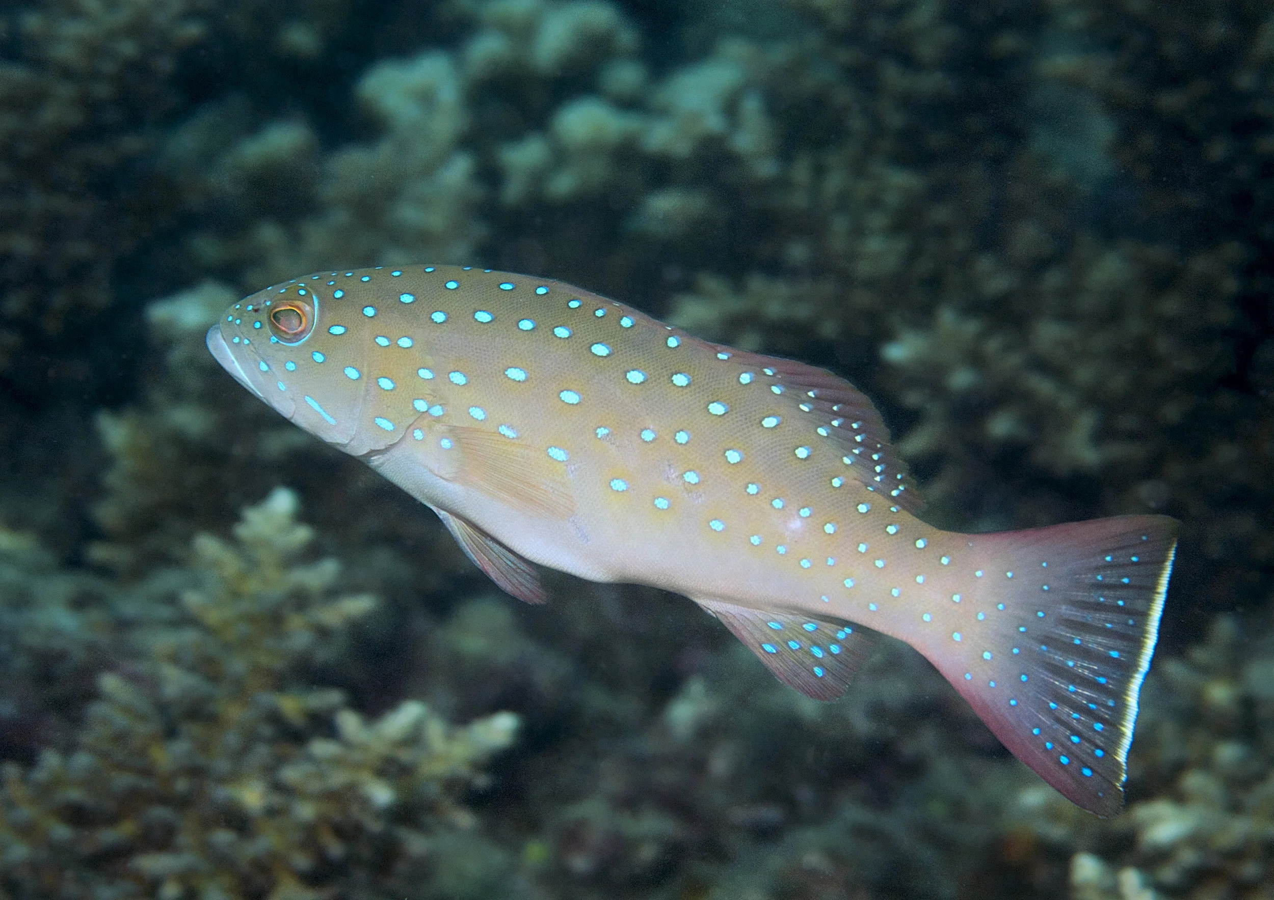 Juvenile coral trout ( Plectropomus maculatus ) - Photo: Phil Woodhead Wet Image Underwater Photography
