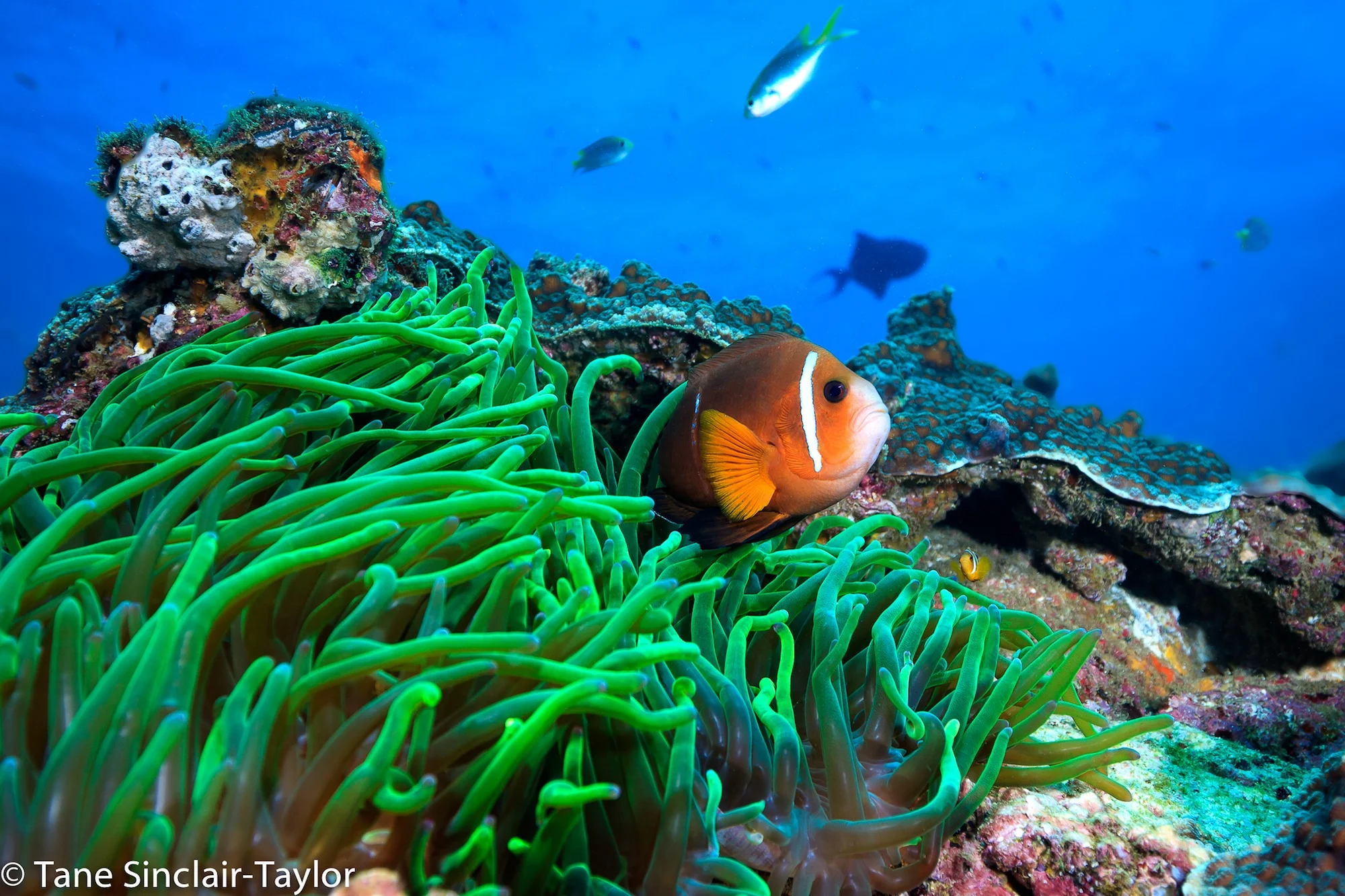 Anemone fish ( Amphiprion omanensis ) endemic to the southern Omani coast, Picture by Tane Sinclair-Taylor