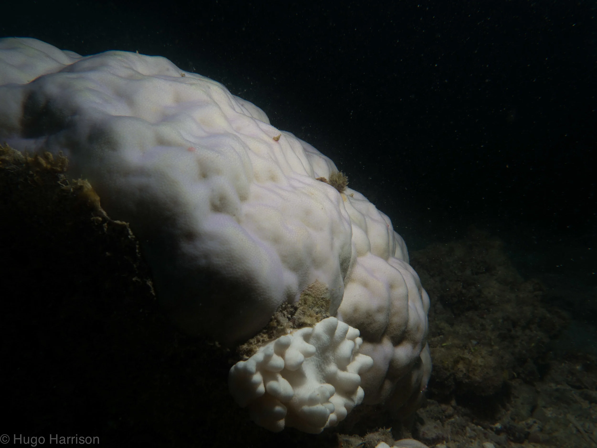 Bleached bommie in the Coral Sea Photo by Hugo Harrison