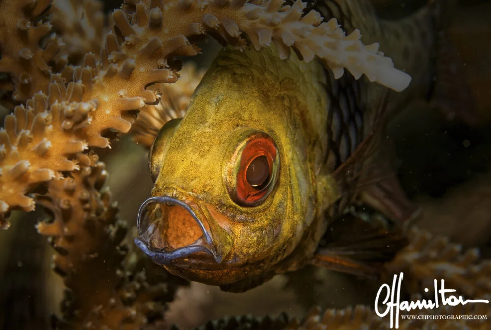 A mouth-brooding male cardinalfish. Credit: Clive Hamilton
