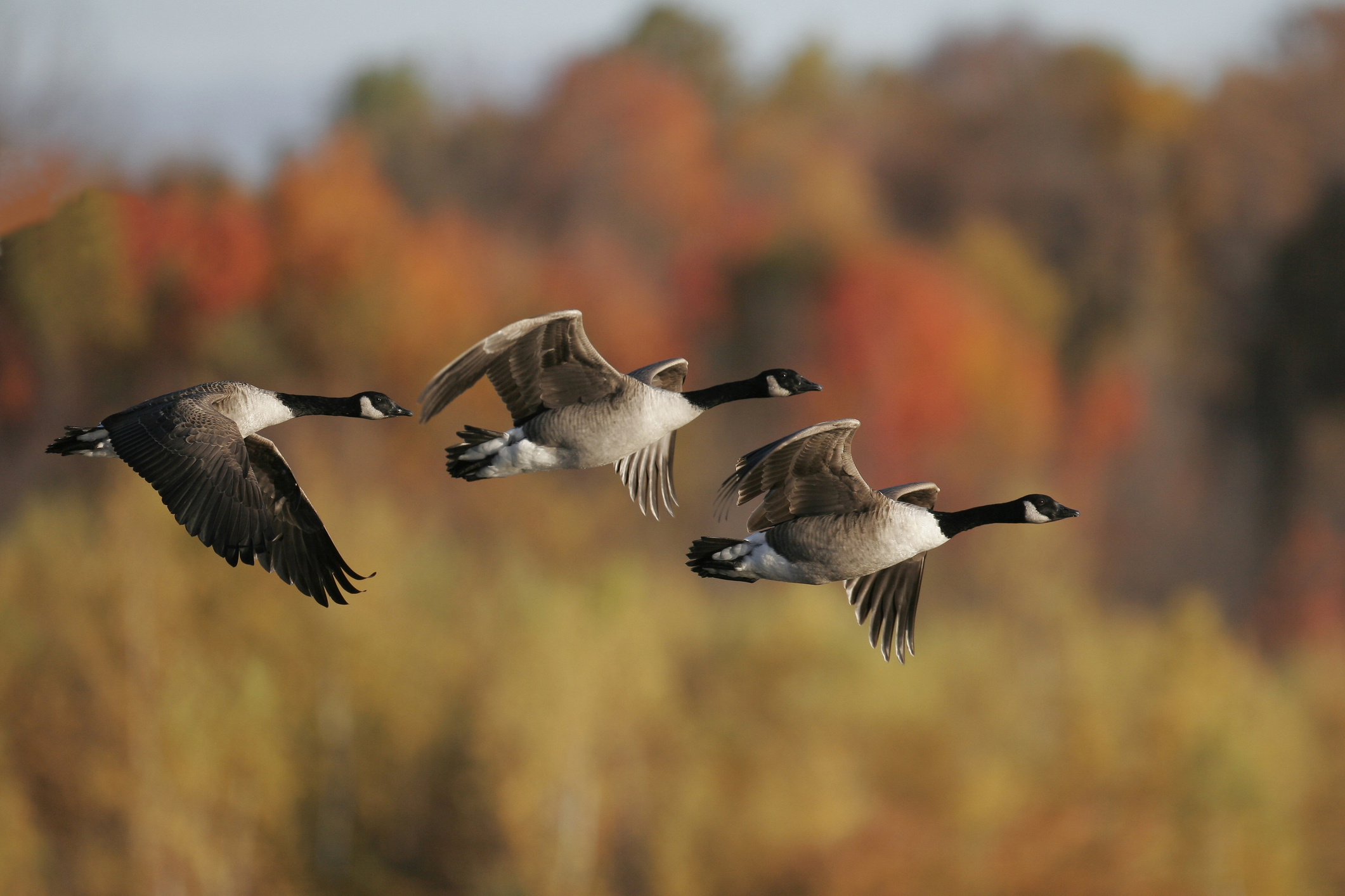Remembering Leadership Lessons From The Geese | Sundance Consulting Inc.