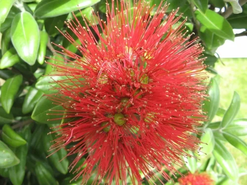 Blossom.JPG