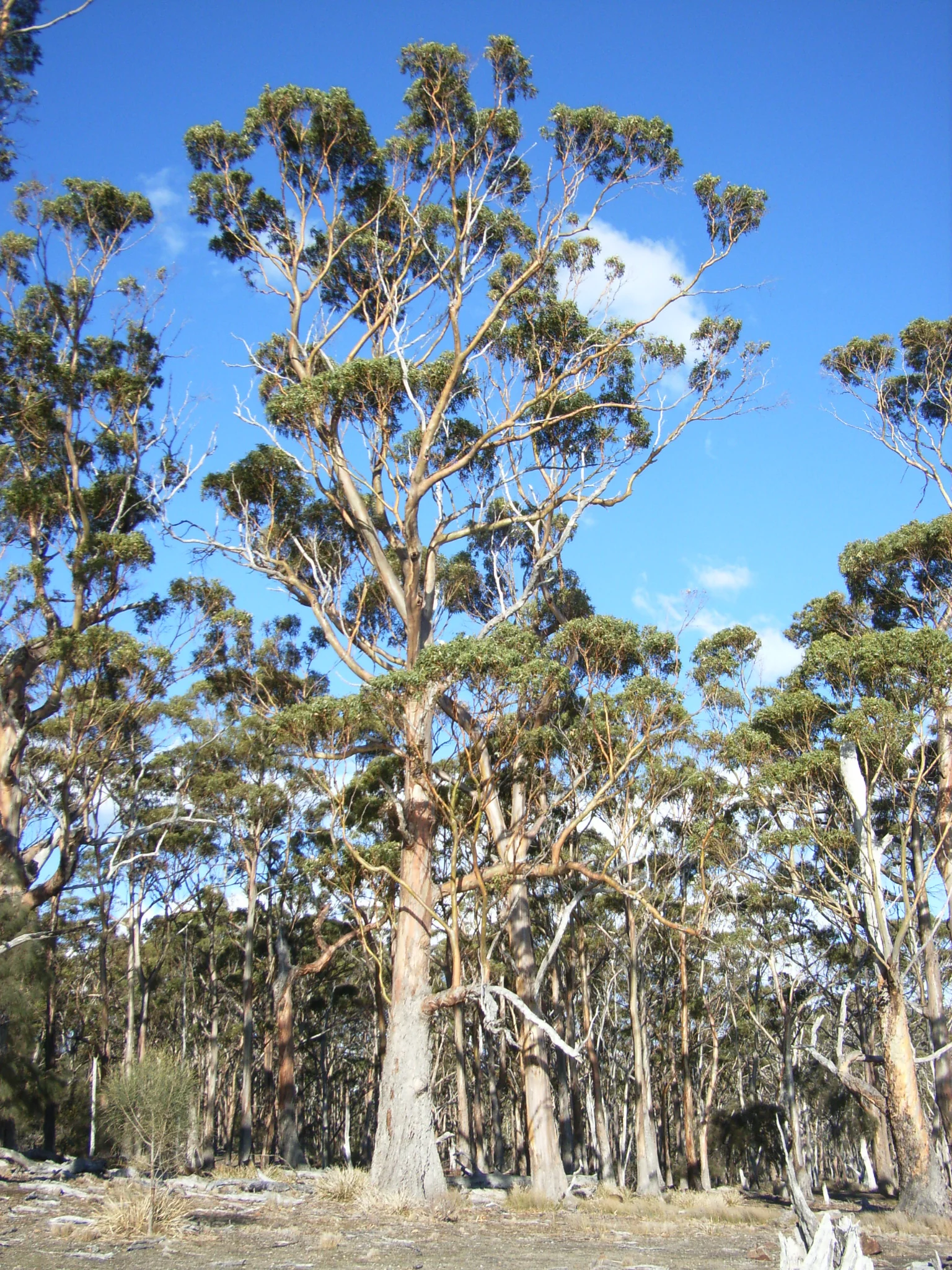 Forestry Tasmania’s FSC application hits obstacles