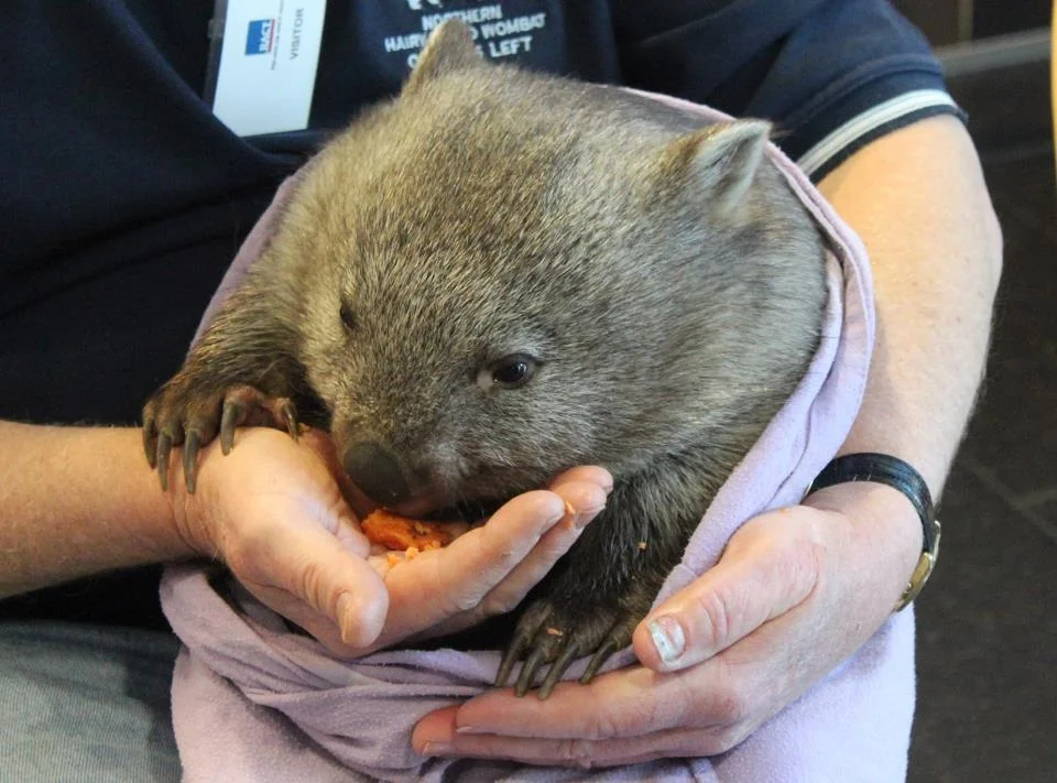 Tunna the Wombat.JPG
