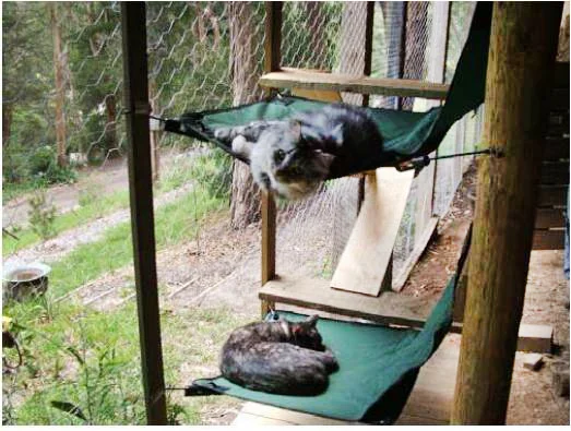 The case for compulsory cat containment