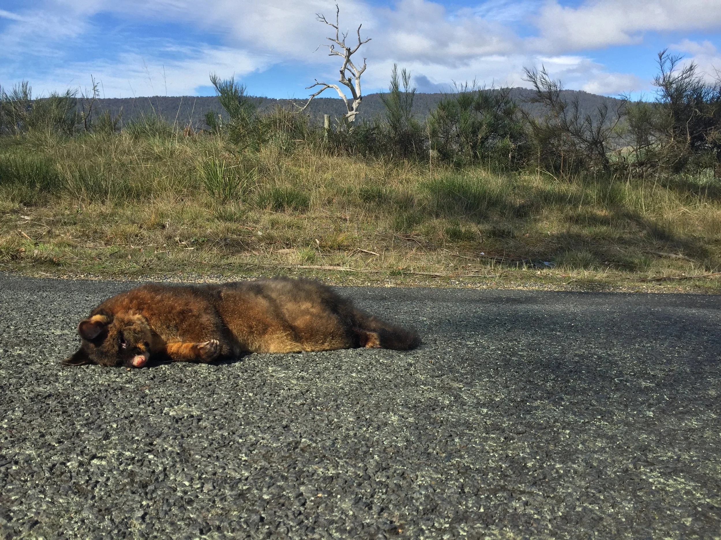Roadkill: A survey of state road authorities and local government