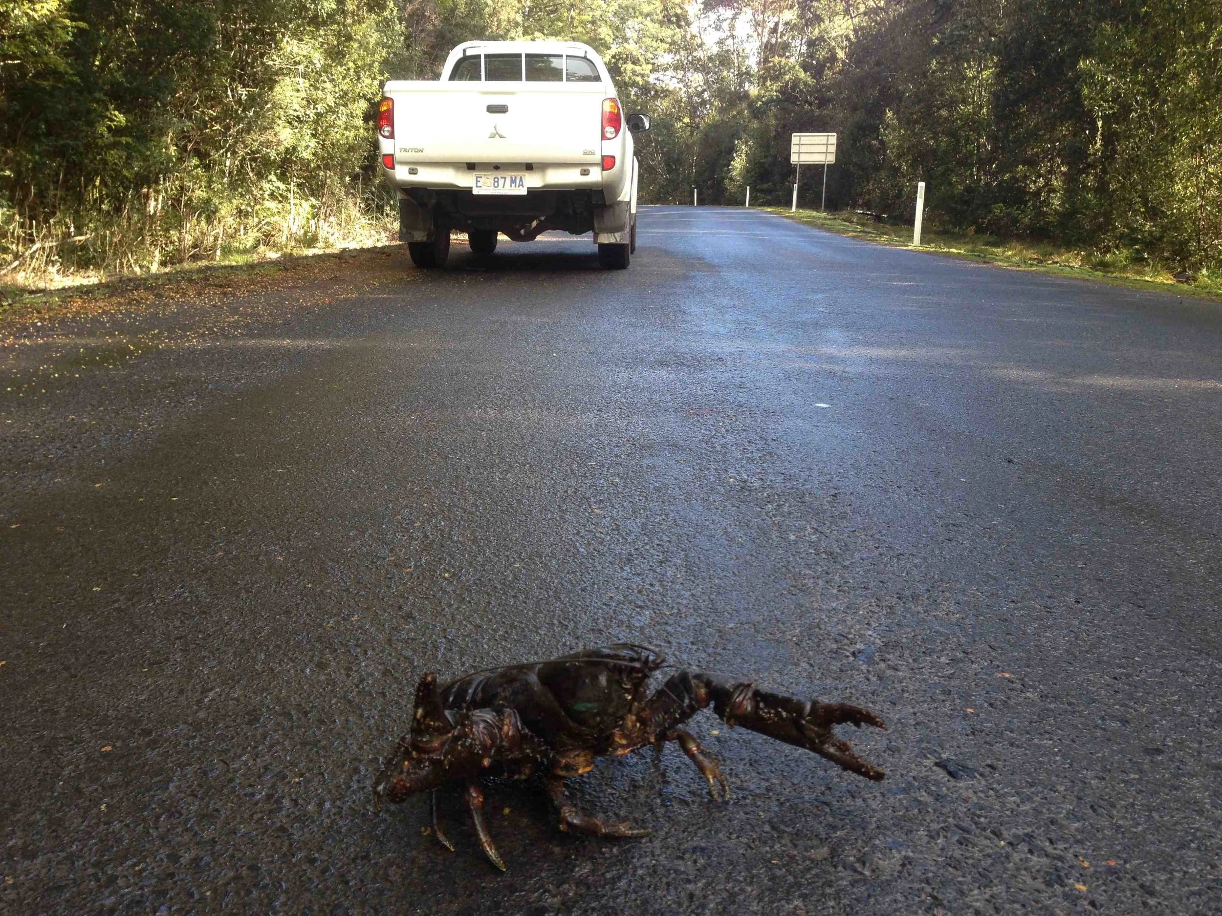 Giant Fresh Water Crayfish survives a road crossing at Arthur River.&nbsp; Photo by Stuart Swanson