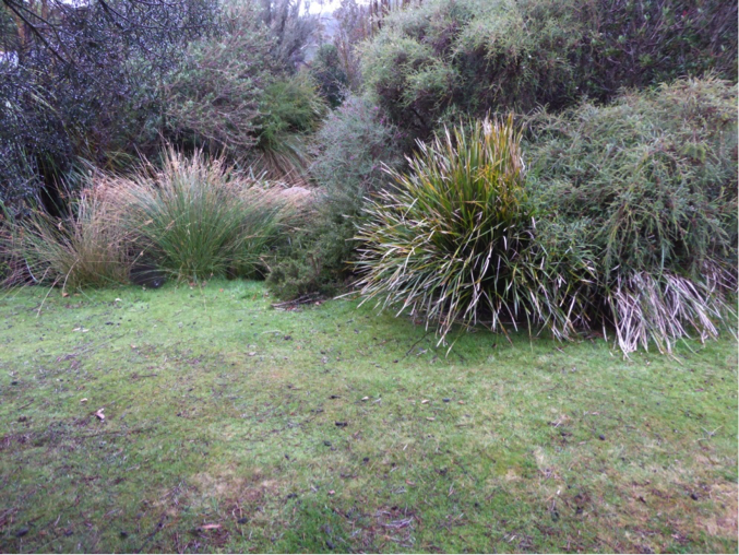 Bandicoots in backyards: how to protect them from dogs and cats