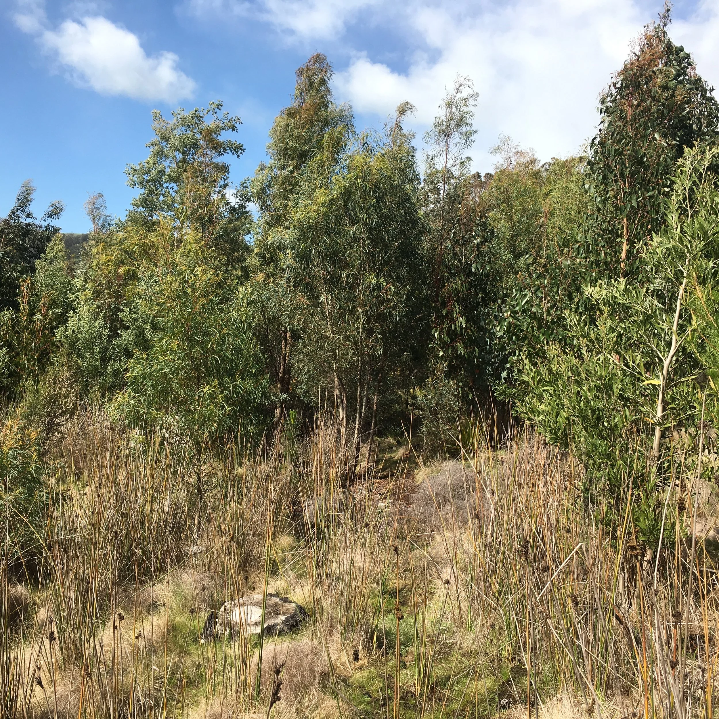 A little good news on forestry from Norske Skog