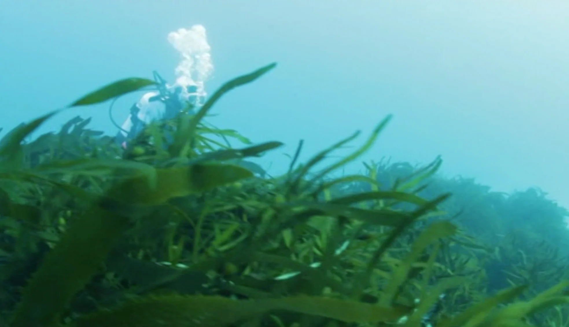 Missing Tasmanian marine protected areas