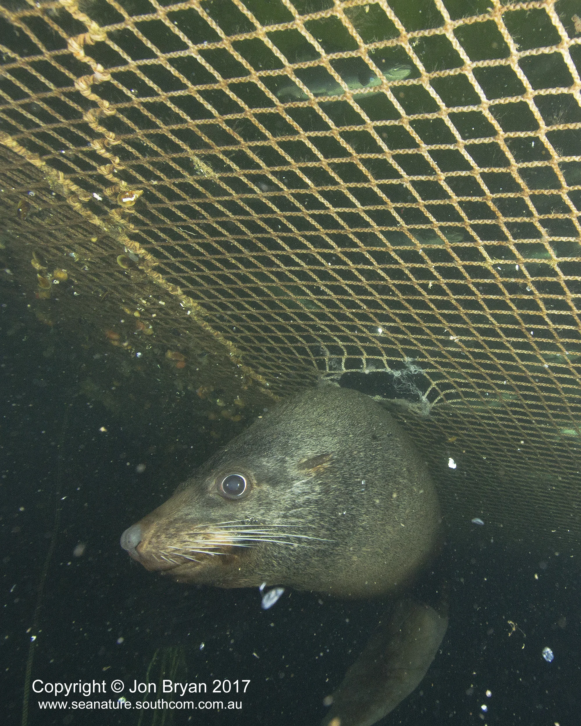 Relocation of seals can and must stop