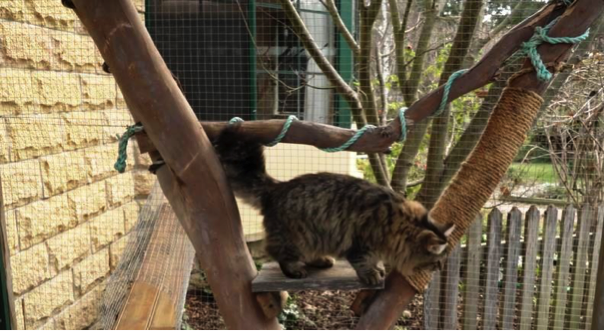 Happy contained cat, O'Malley in his enclosure. Photo by Lara van Raay