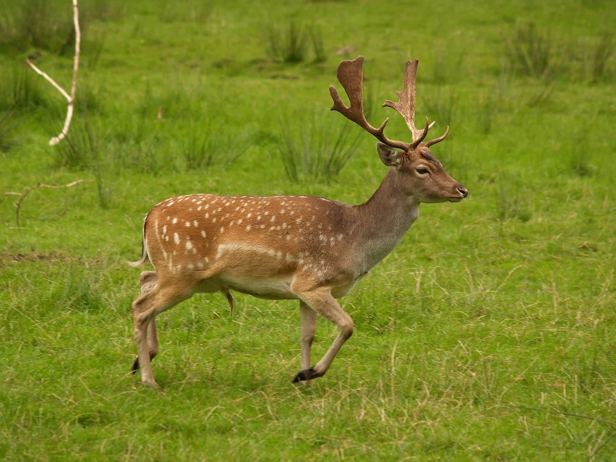 Fallow deer in the Tasmanian Wilderness World Heritage Area