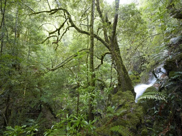 Protecting Tasmania - Peter McGlone TCT Director