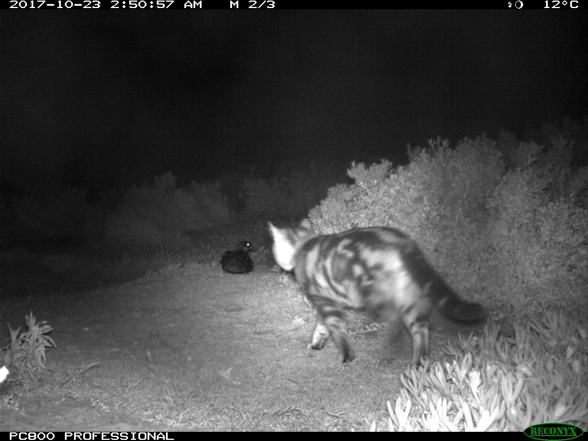 Bruny Island Cat Management Project