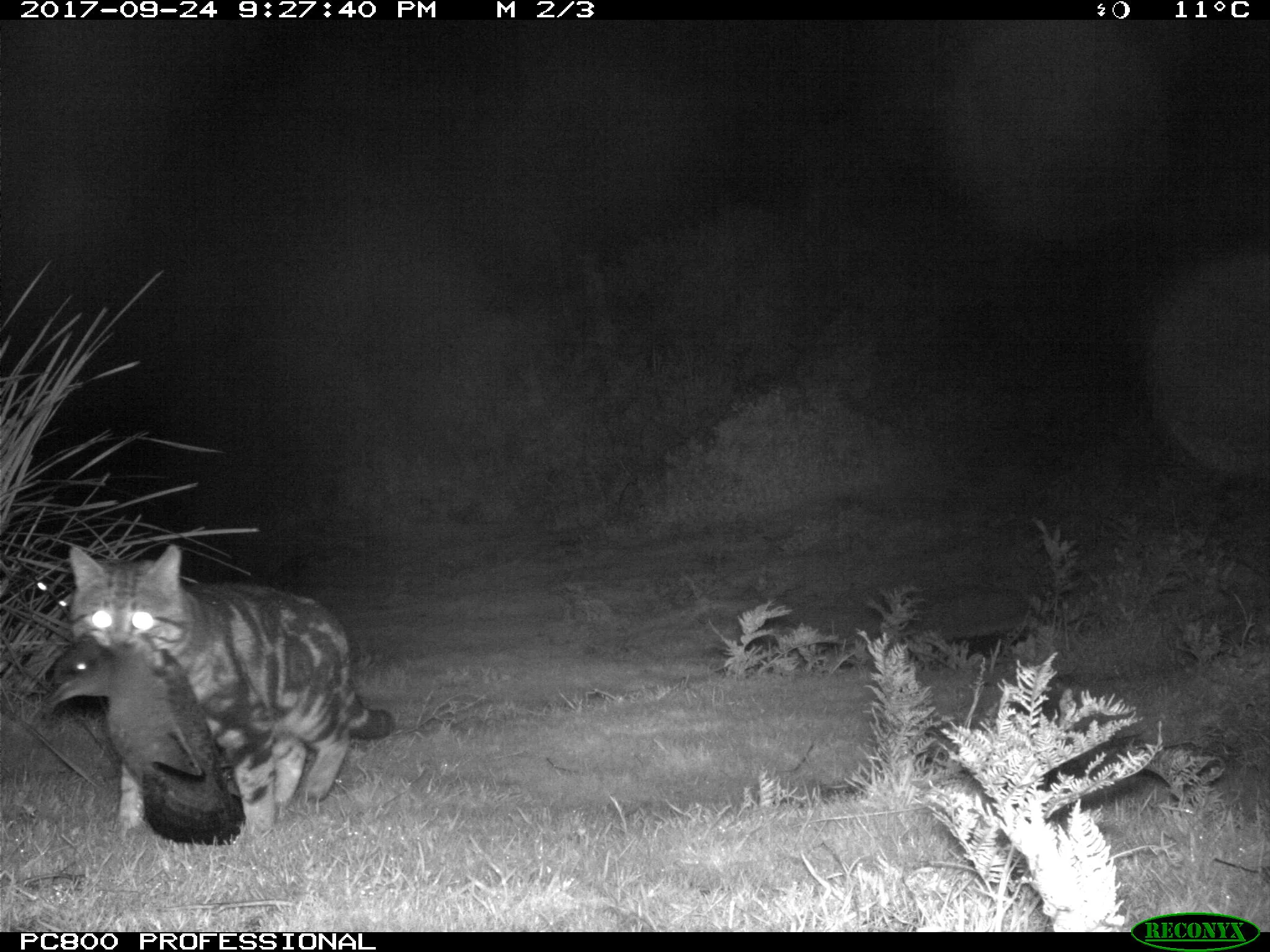 Feral Cat with Shearwater Photo courtesy of DPIPWE, Invasive Species Branch.