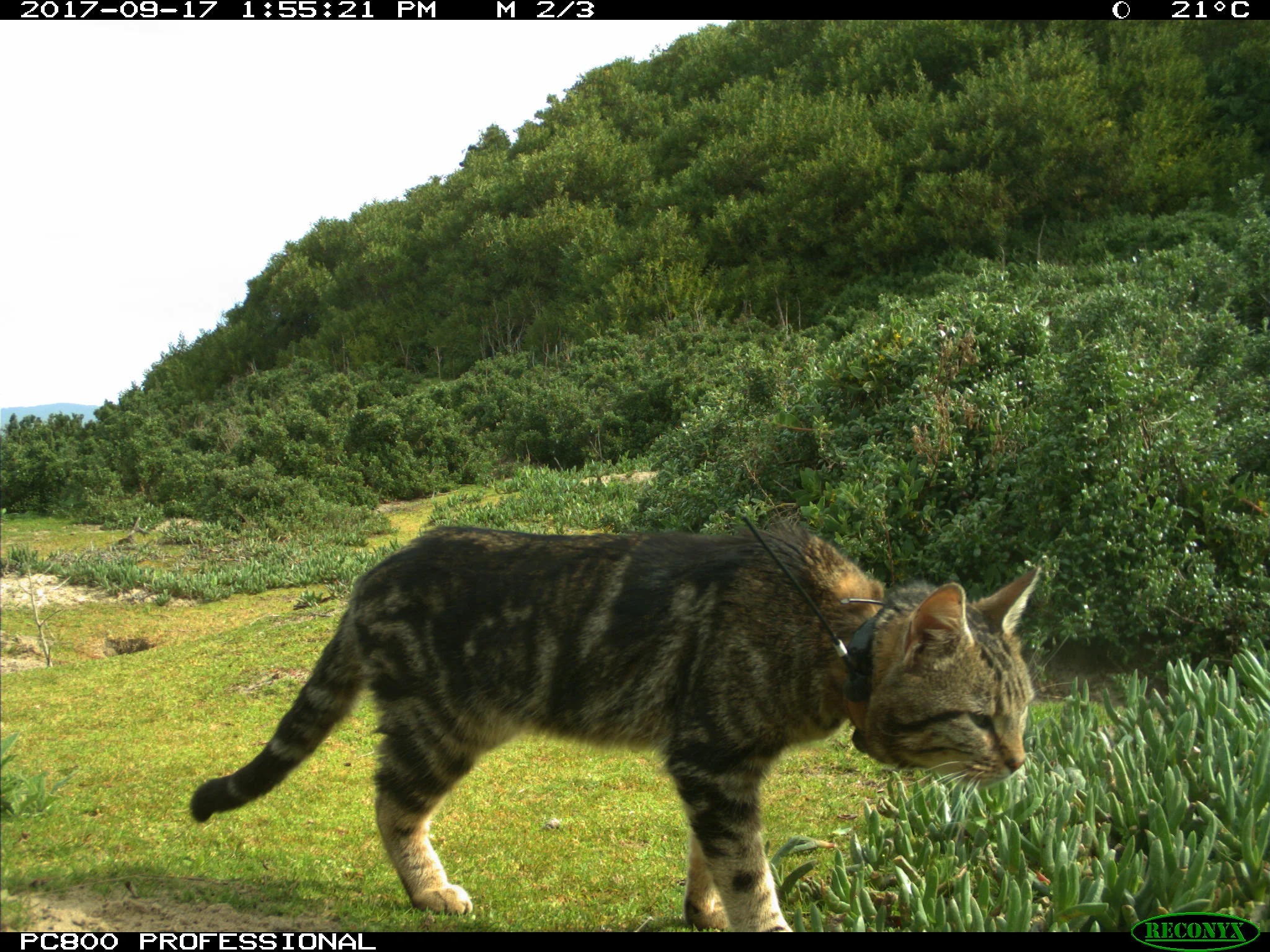 Feral Cat with GPS collar. Photo courtesy of DPIPWE, Invasive Species Branch.