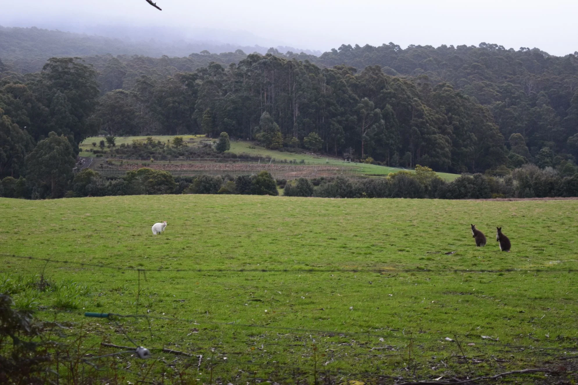 Proposed Changes to Firearms Legislation